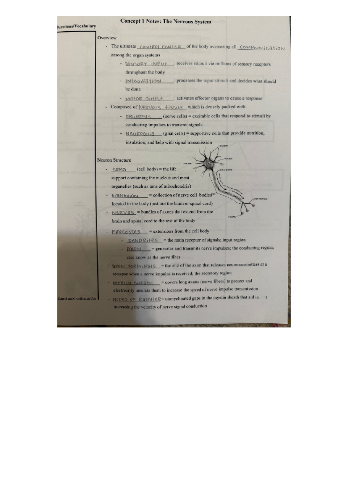 Untitled design - class slideshow notes - Concept 1 Notes: The Nervous ...
