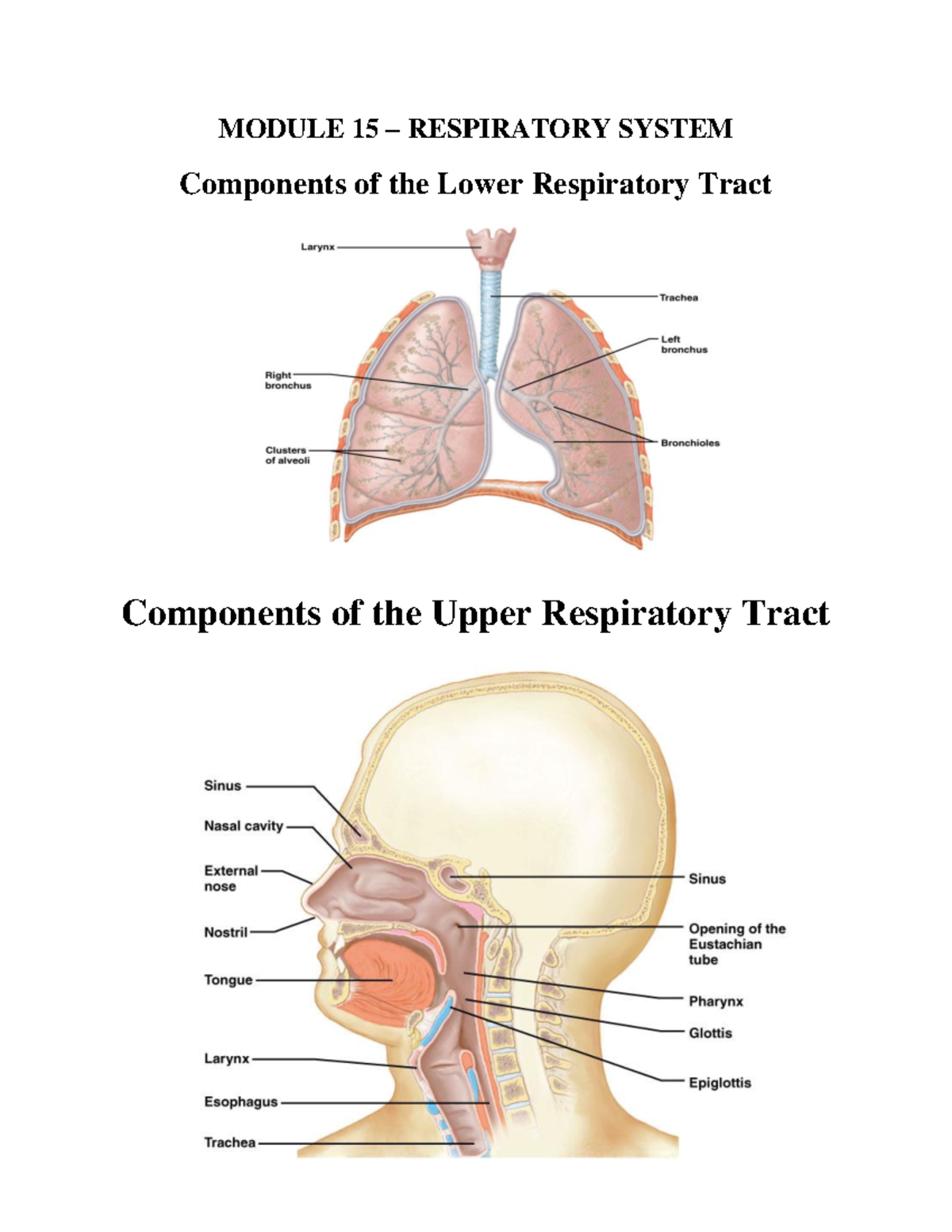 Module 15 & 16: Respiratory and Digestive System Overview - Studocu