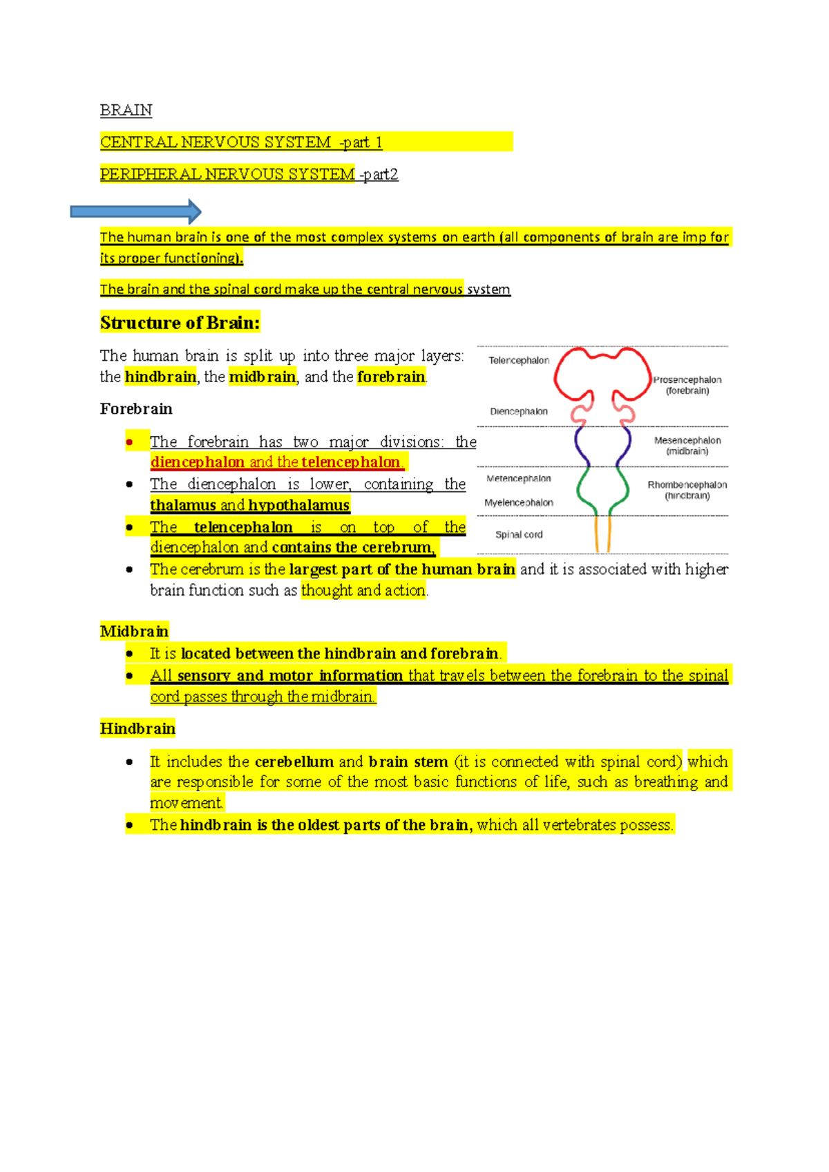 Nervous System Structure: Brain Overview for ANAT 101 - 04/20/2020 ...