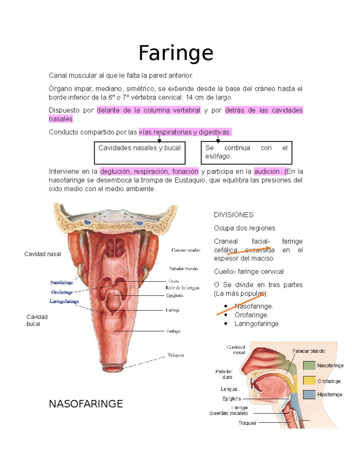 Anatomía De La Orofaringe