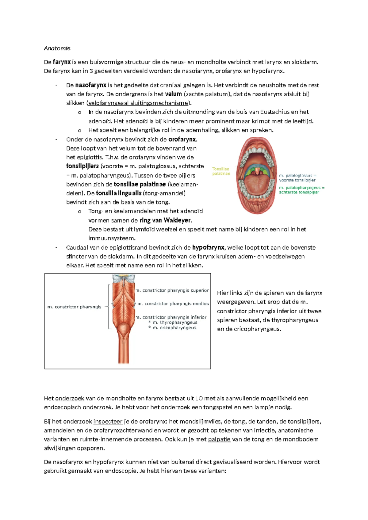 Anatomie van de Farynx en Acute Keelpijn - CKO6v Les Notities - Studeersnel