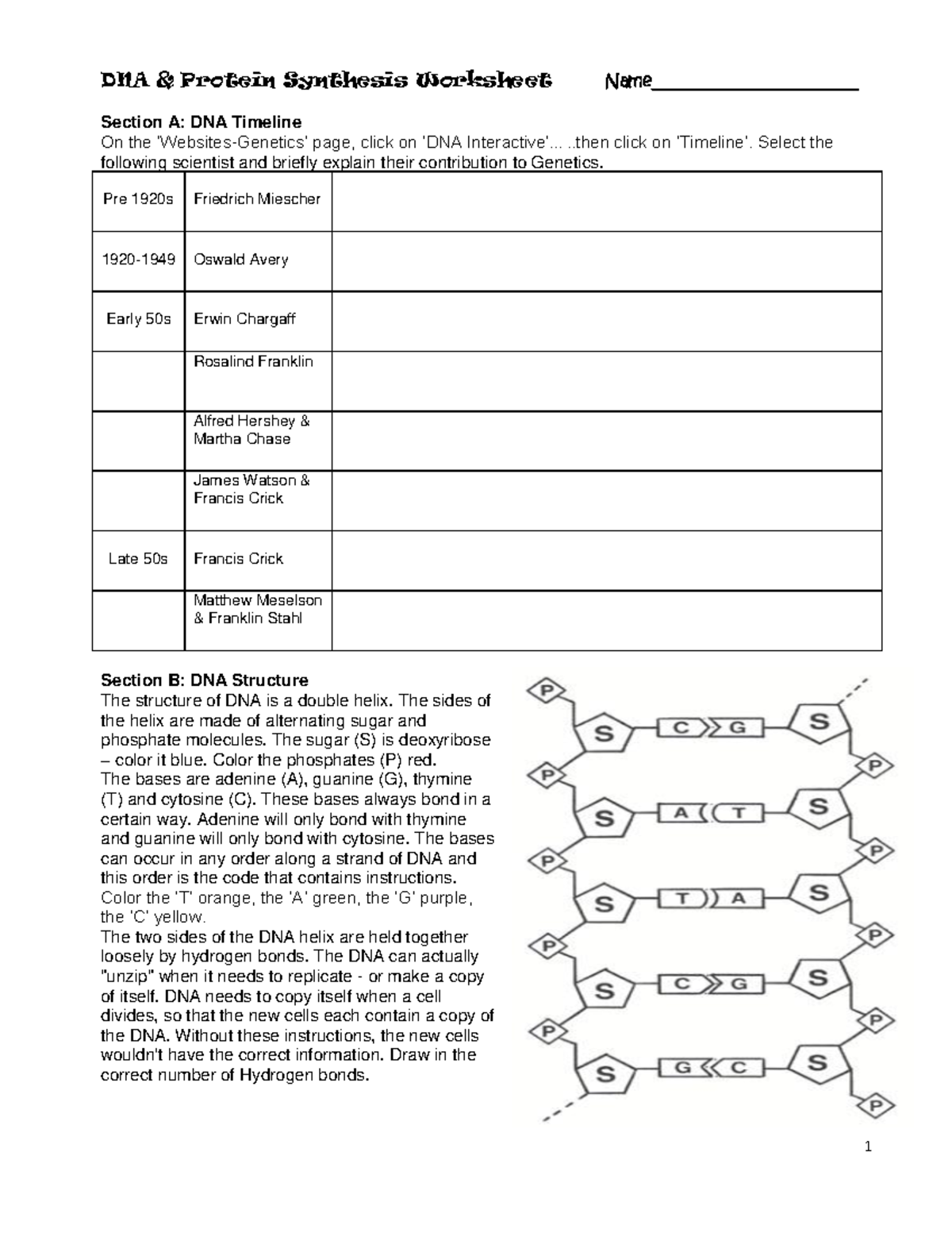 DNA Structure Worksheet: Understanding Protein Synthesis and Genetics ...
