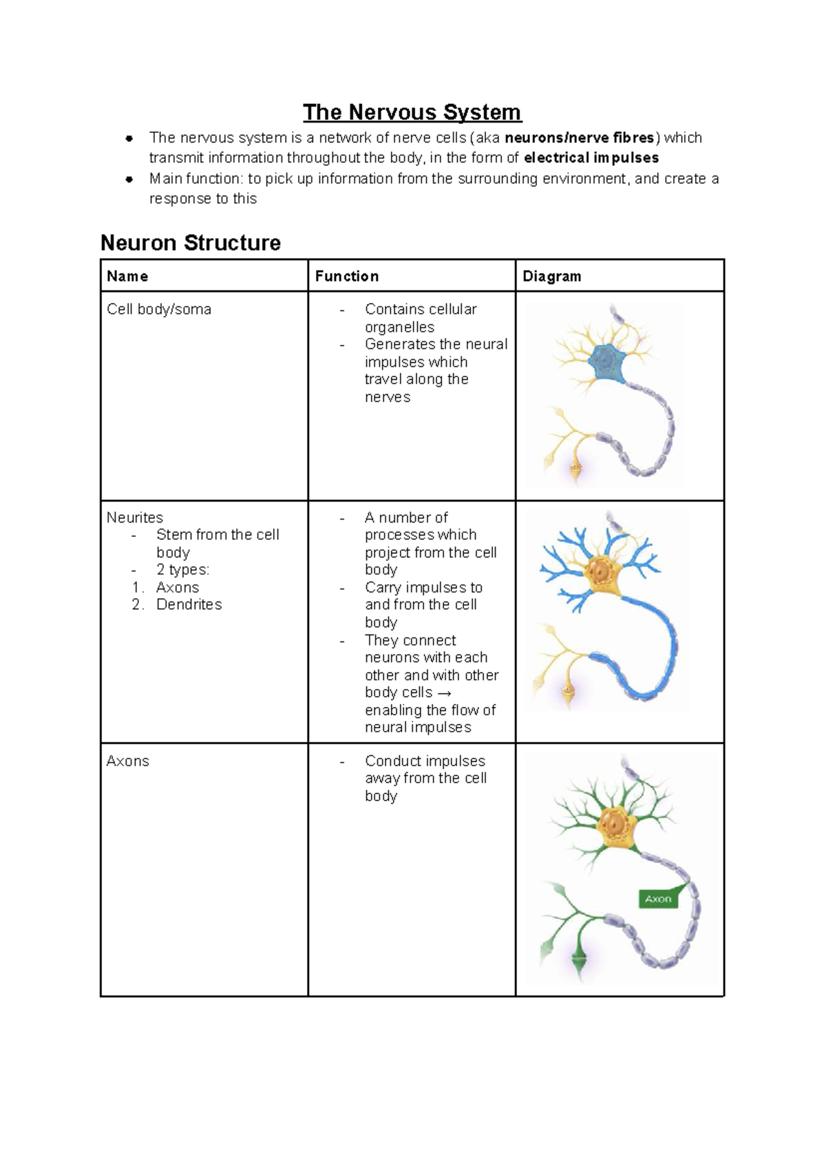 CNS 101: Comprehensive Overview of the Nervous System Functions - Studocu