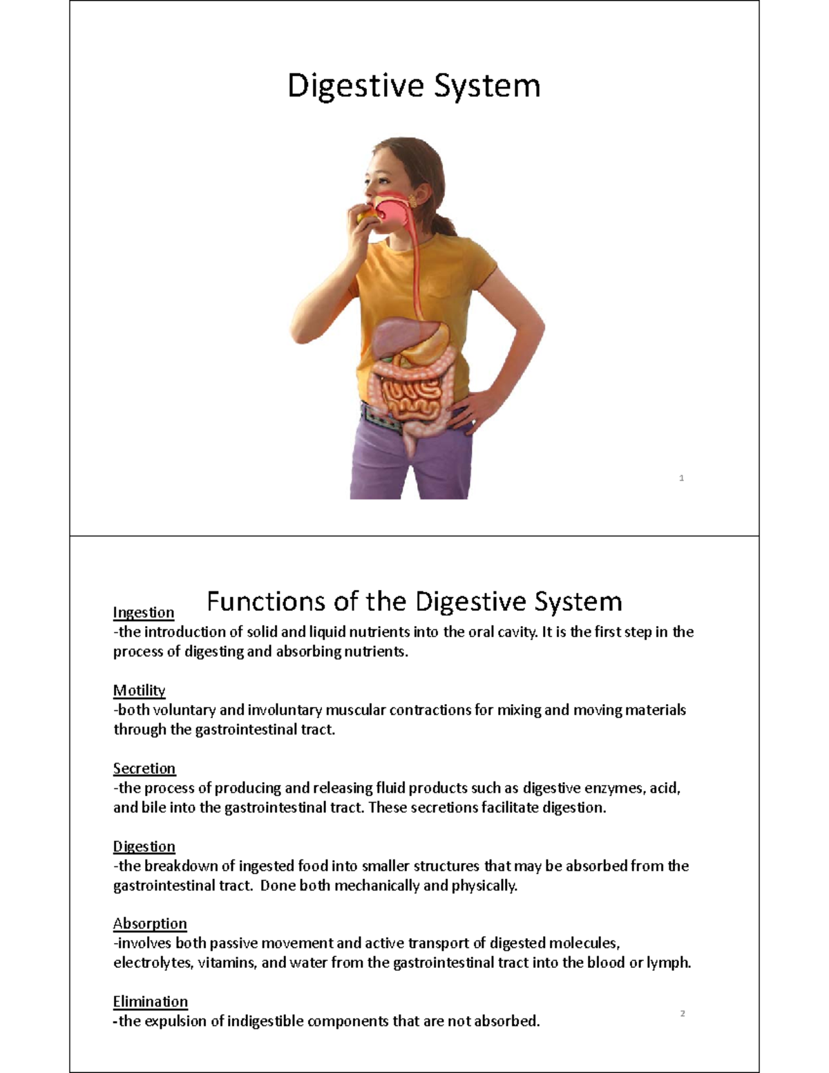 Digestive System Overview - Structure, Function, and Clinical Relevance ...