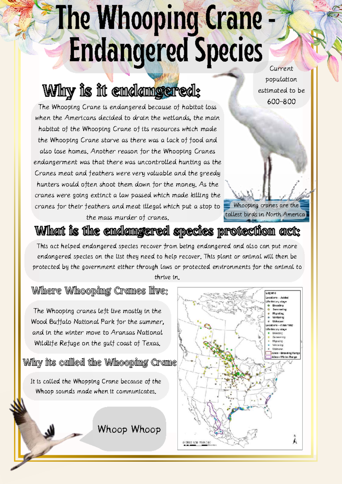 Whooping Cranes: Endangered Species Overview and Conservation Efforts ...