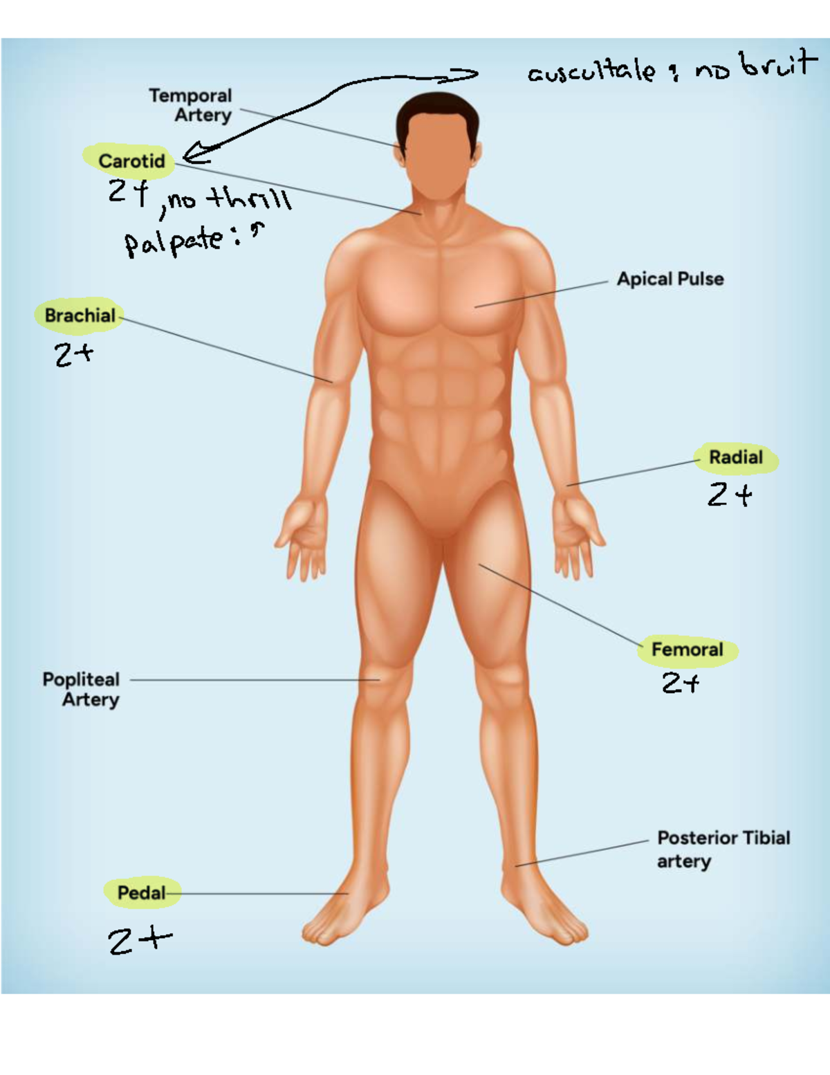How to Assess Pulse Points: RN Guide for Patient Evaluation - Studocu