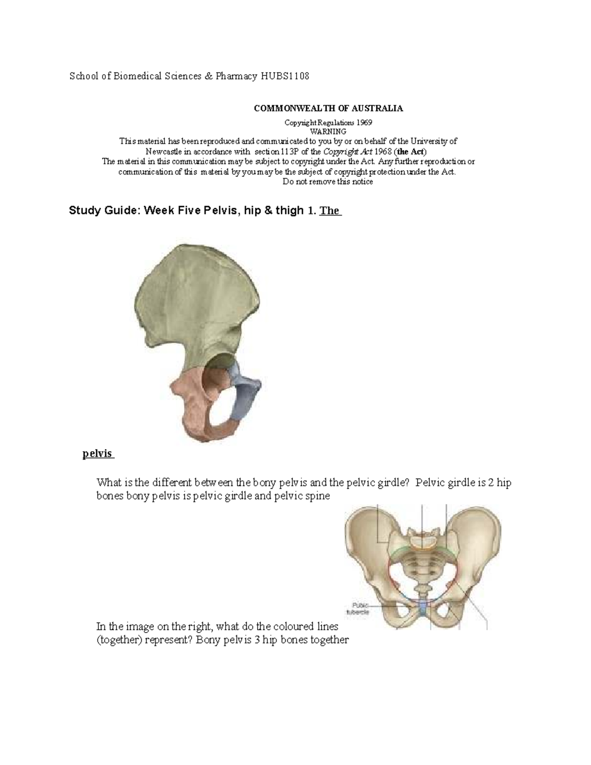 HUBS1108 Week 5 Study Guide: Pelvis, Hip, and Thigh Anatomy - Studocu