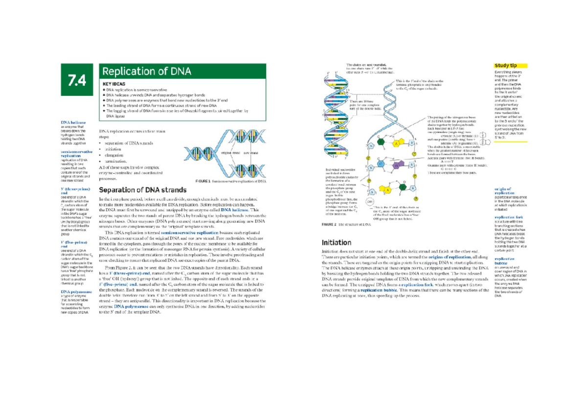 DNA Replication Overview: Key Concepts and Processes (BIO101) - Studocu
