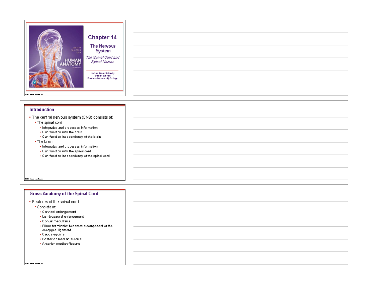 Chapter 14: The Nervous System - Spinal Cord & Nerves Anatomy Lecture ...