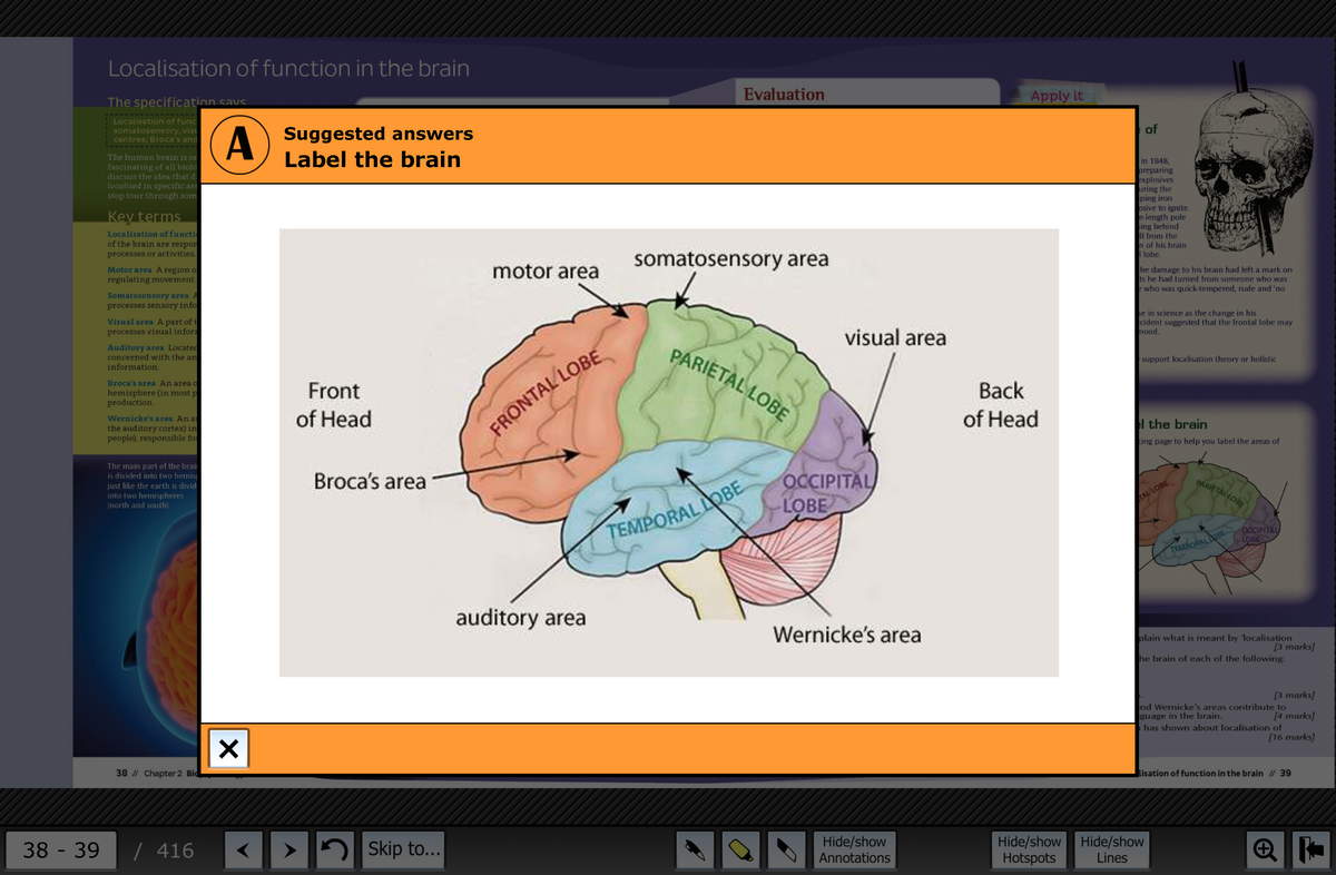 AQA Psychology A Level Year 2: Localisation of Brain Function Notes ...