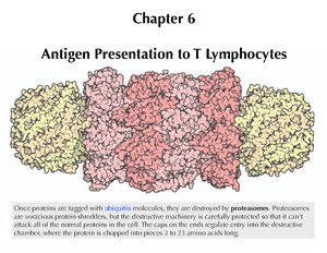 Comprehensive Guide to Lymphocyte Development and Immune Regulation ...