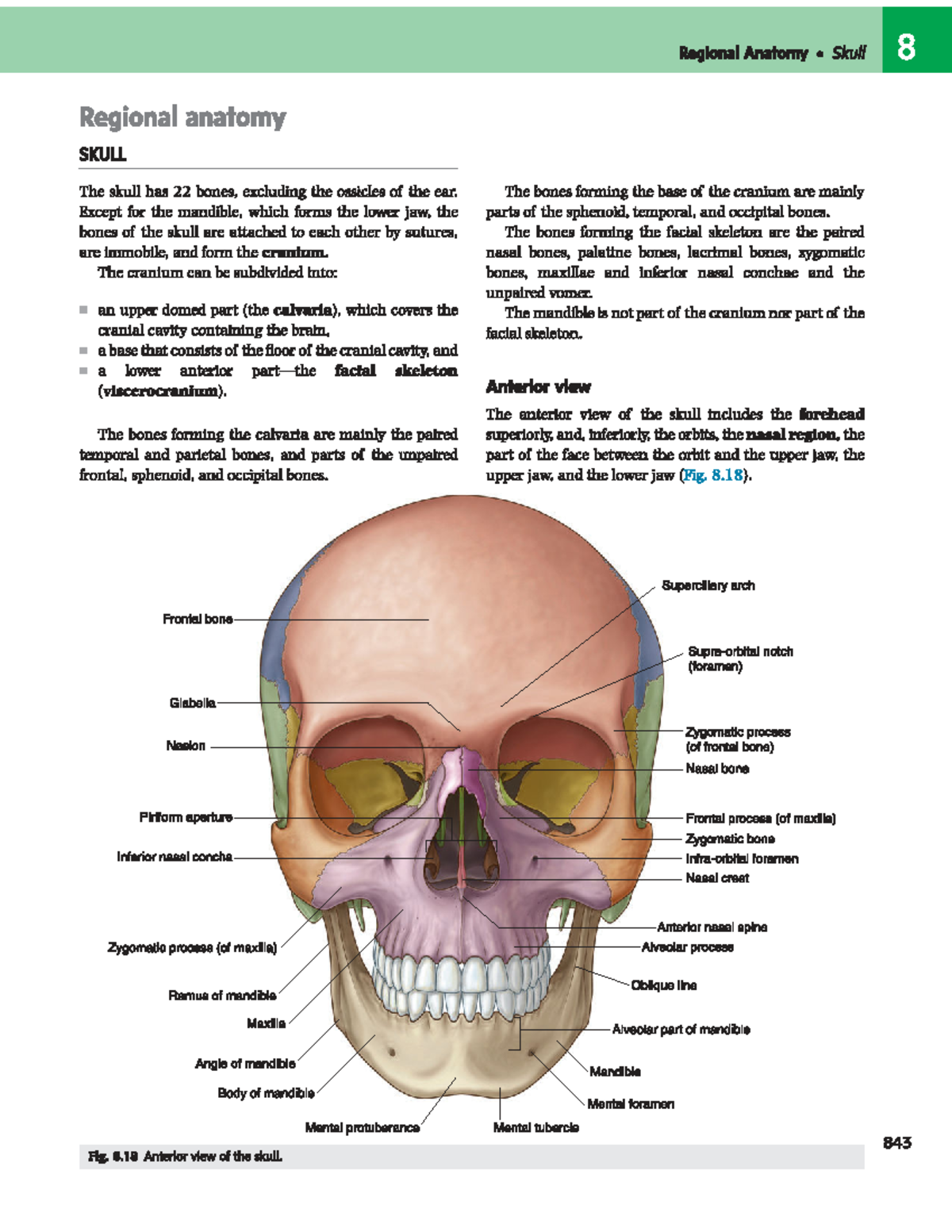 Cranial Cavity Anatomy