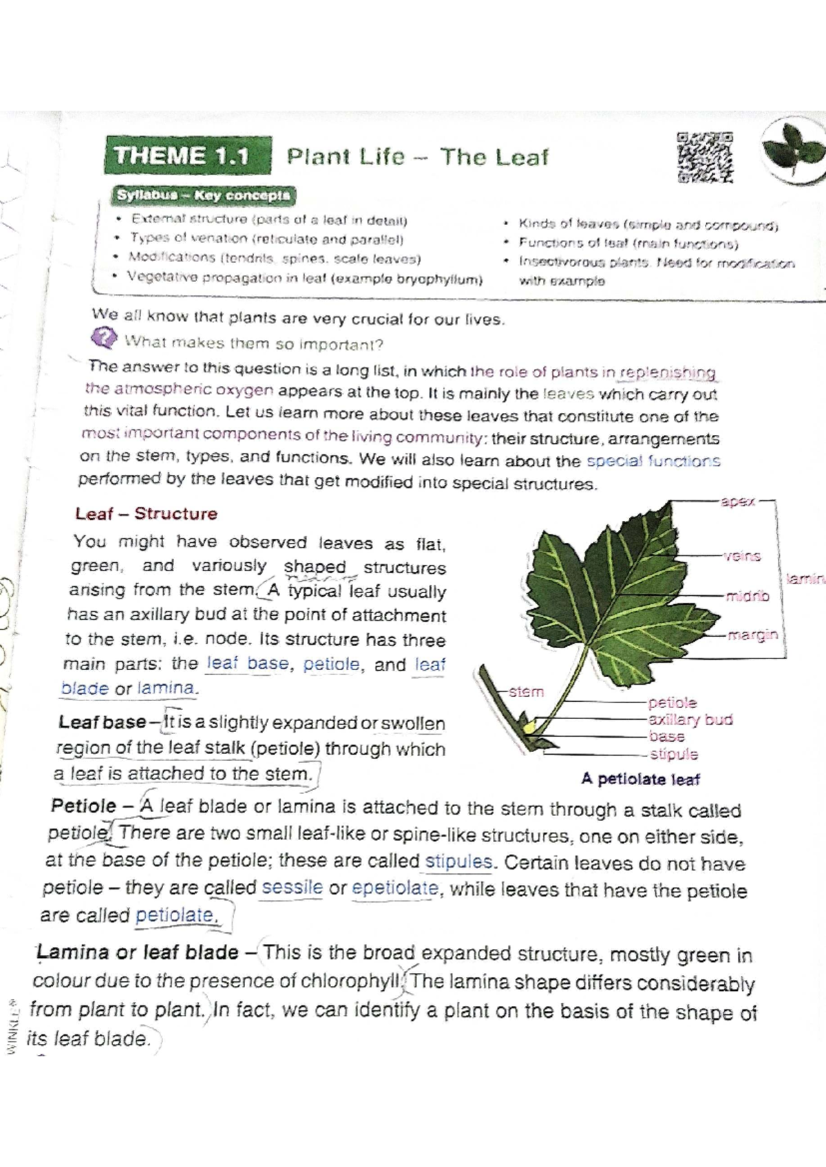 Biology 6: Comprehensive Notes on Leaf Structure & Functions - Studocu