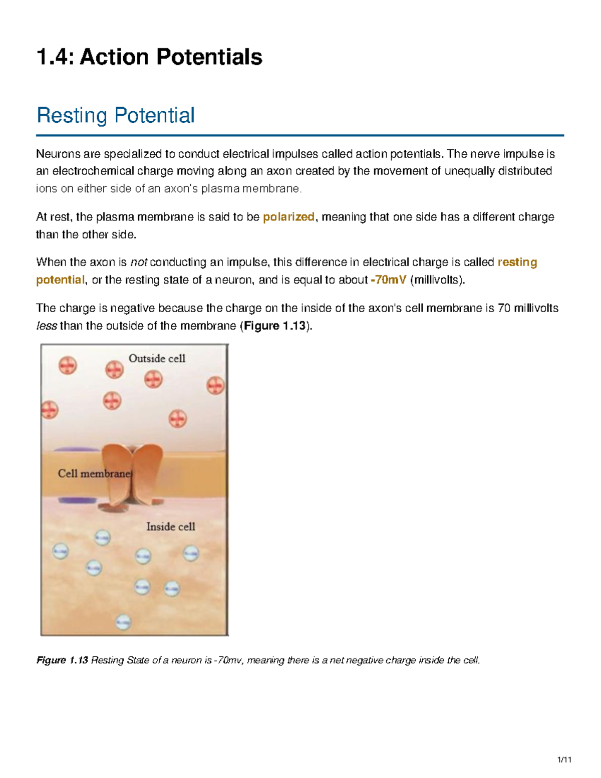 1.4 Action Potentials Essential Human Anatomy & Physiology II w Lab ...