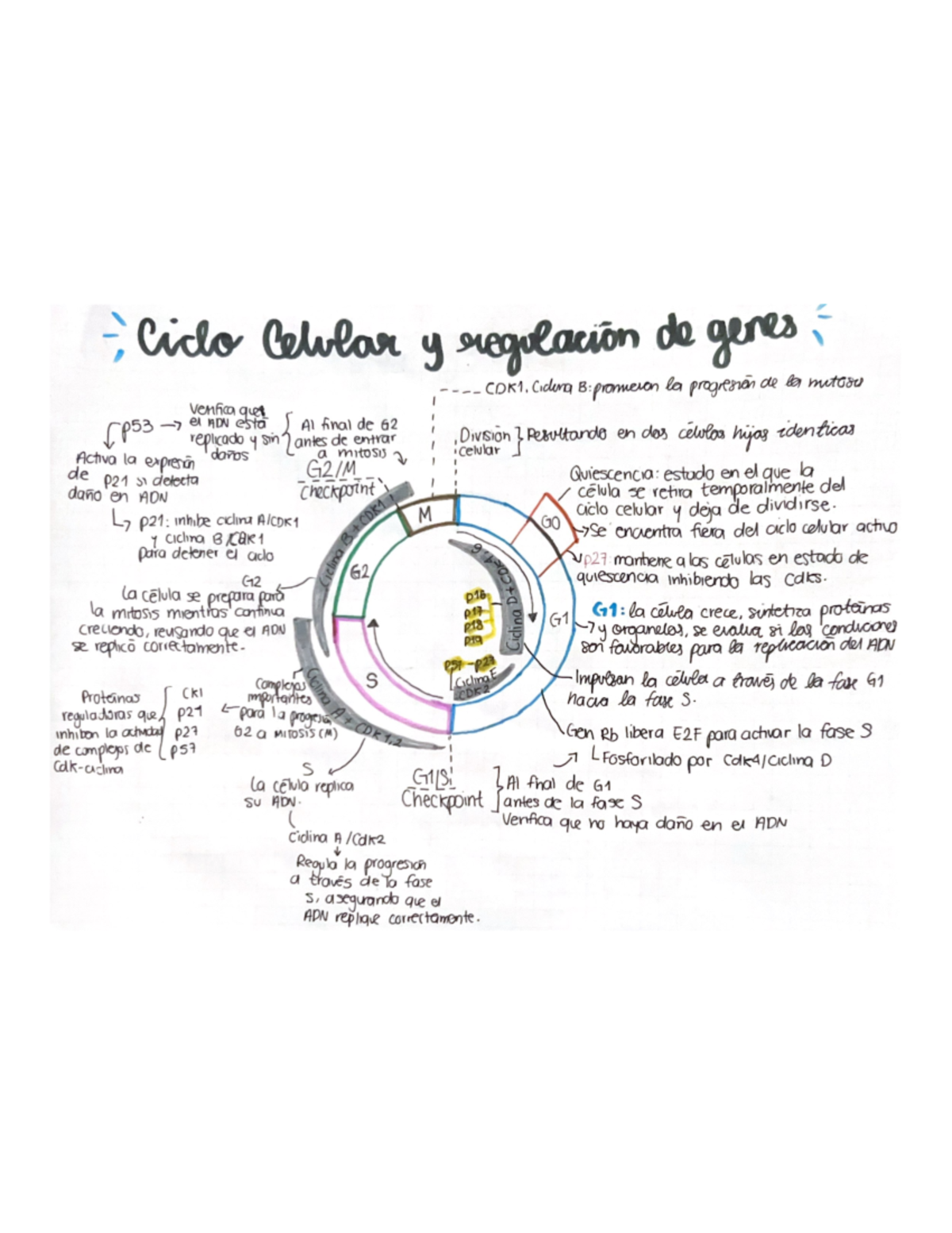 Ciclo celular. Trabajo - Ciclo Celular y regulacion de genes CDK1 ...