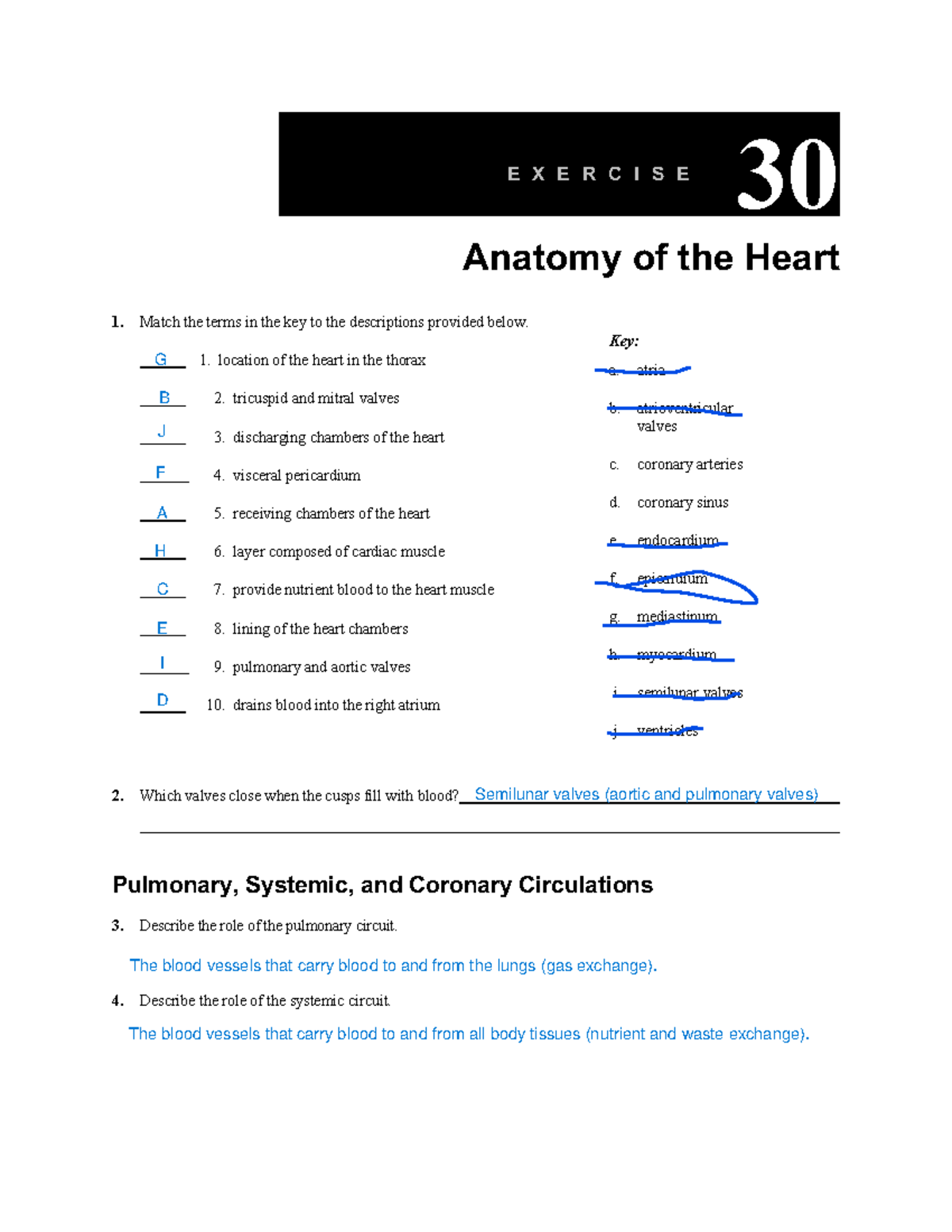 03 LAB Heart Anatomy Assignment and Circulations Analysis - Studocu