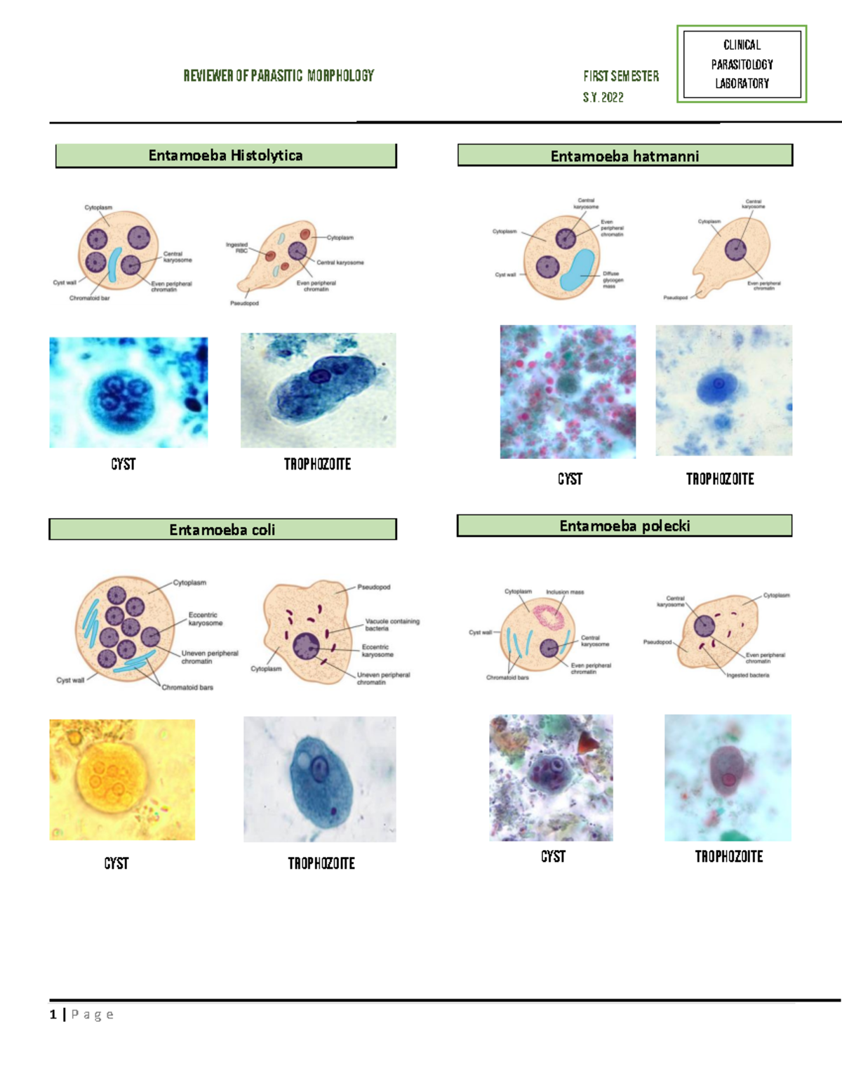 Review OF Parasitic Morphology - REVIEWER OF PARASITIC MORPHOLOGY FIRST ...