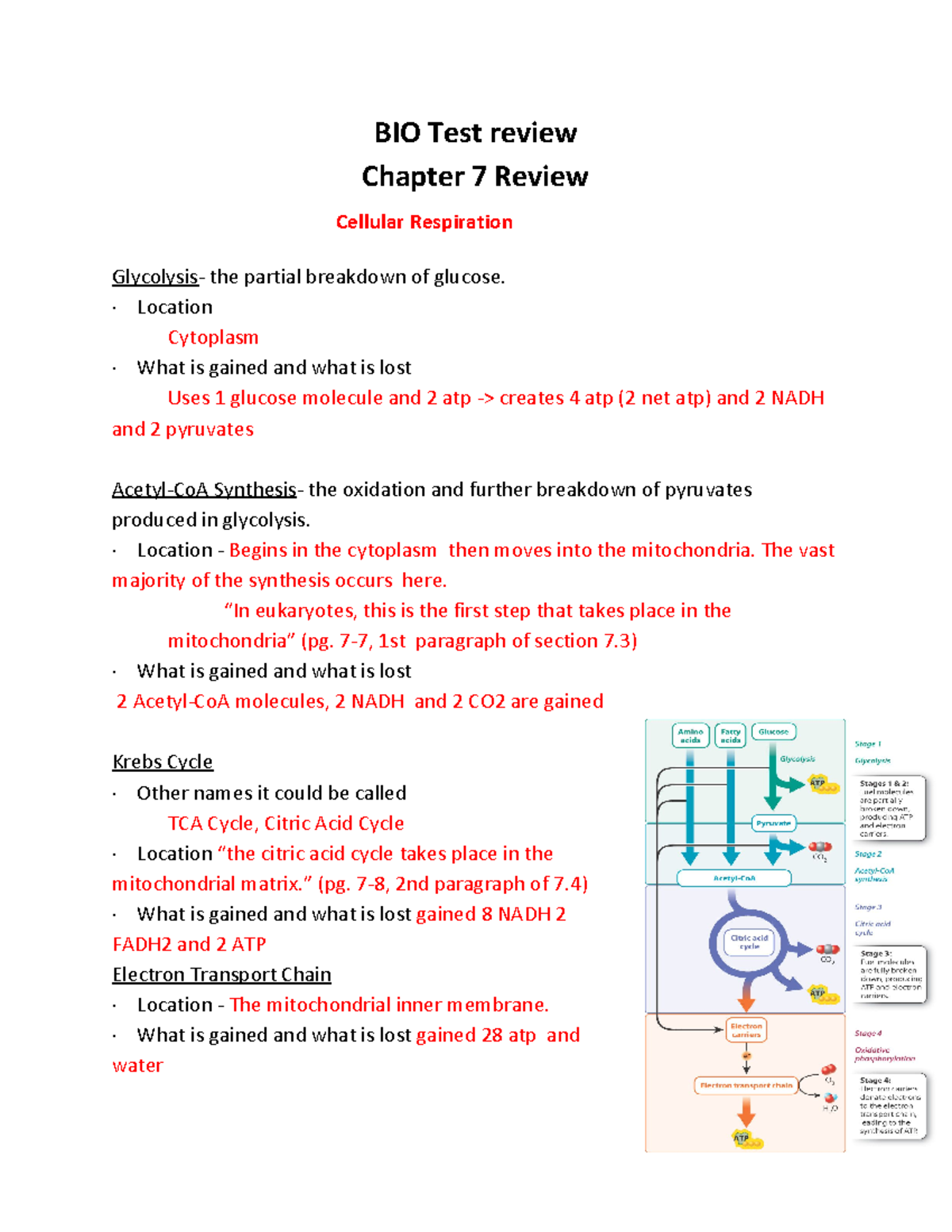 MMBIO 121 Midterm 2 Study Guide - BIO Test review Chapter 7 Review ...