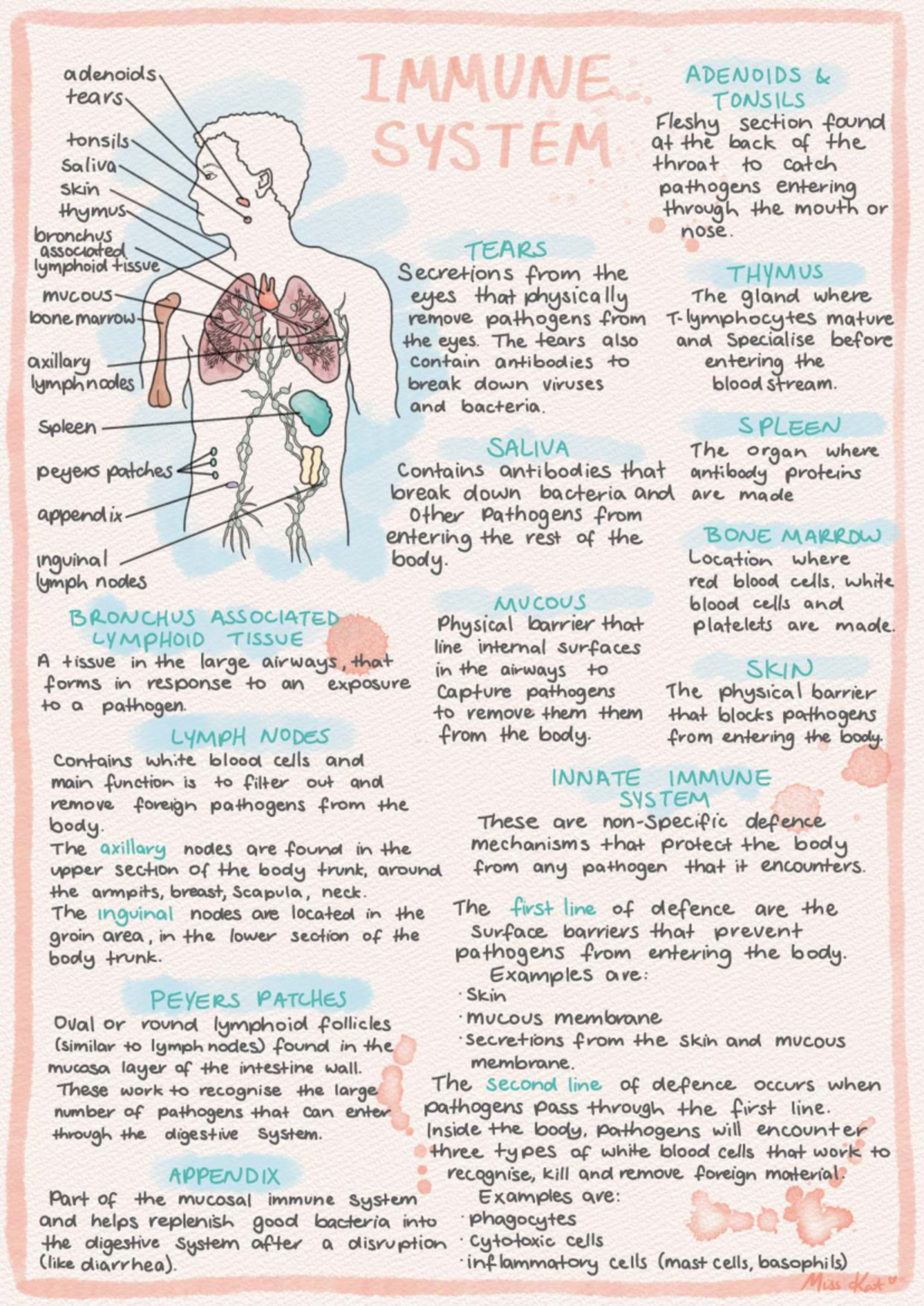 The Immune System Overview - BIOL 101 Final Exam Notes - Studocu