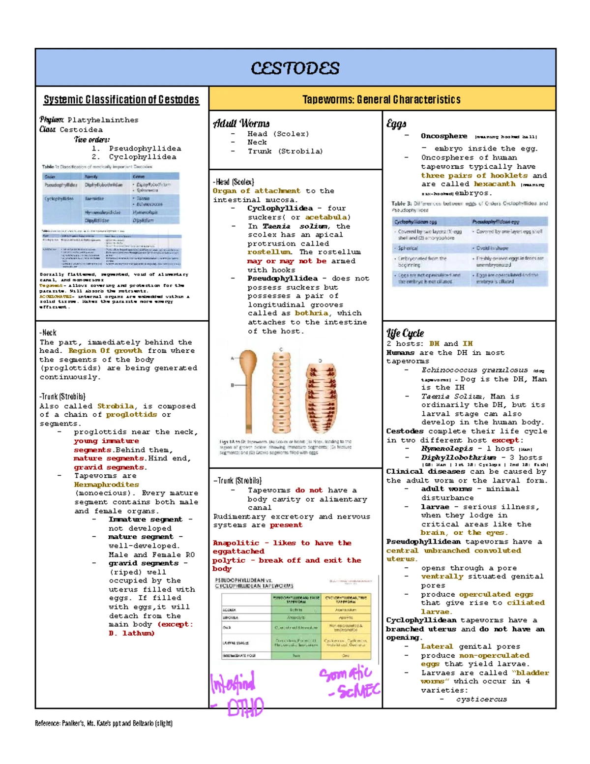 Cestodes: Characteristics, Life Cycle, and Morphology of Tapeworms ...