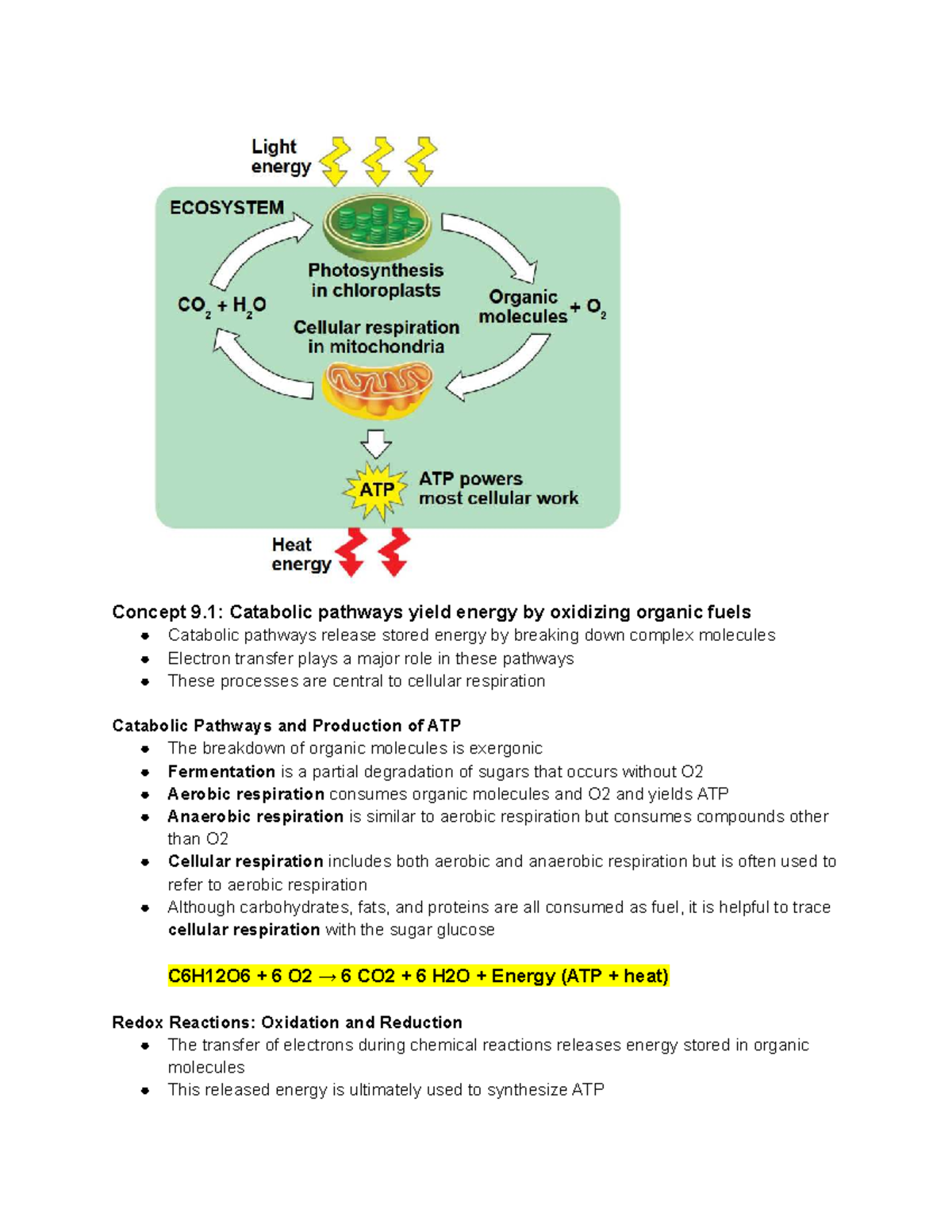 AP Biology Class Notes: Cellular Respiration & Metabolic Pathways - Studocu