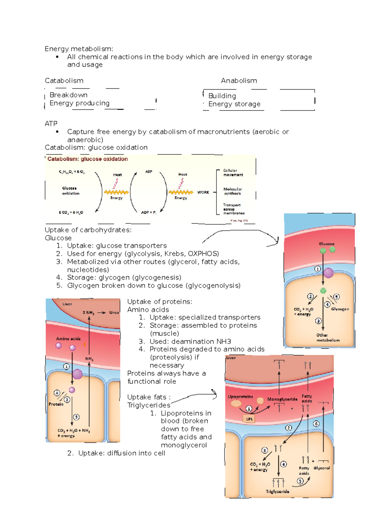 BIO 101: Week 1 Lecture Notes on Energy Metabolism - Studeersnel