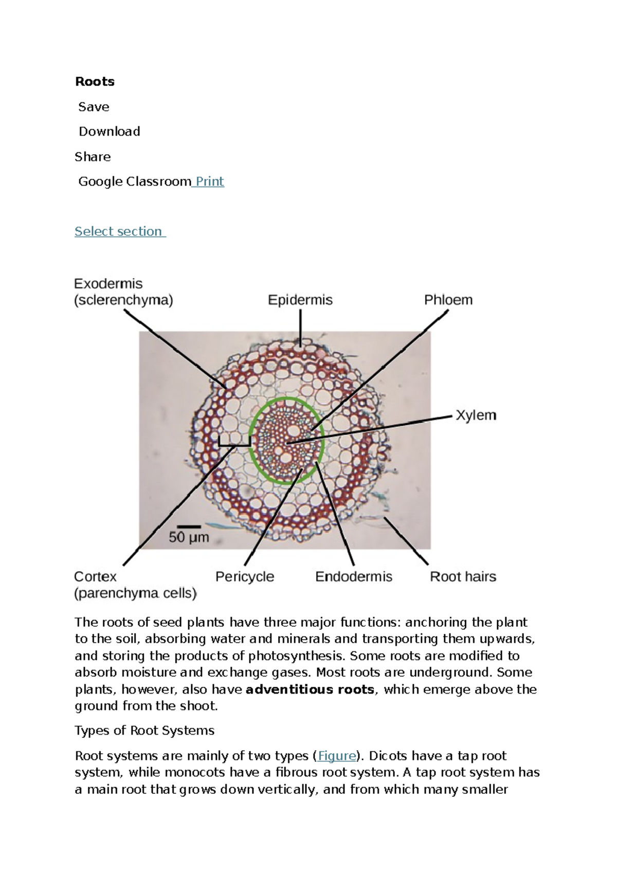Roots: Functions, Types, and Modifications in Seed Plants (Bio 101 ...