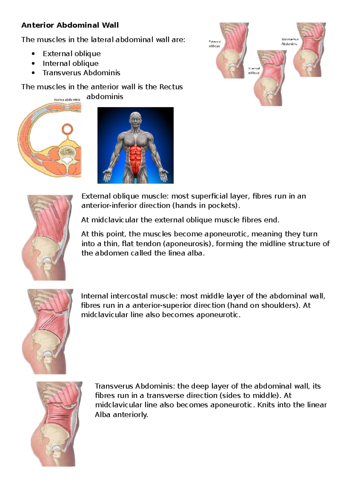 Anterior Abdominal Muscles Diagram