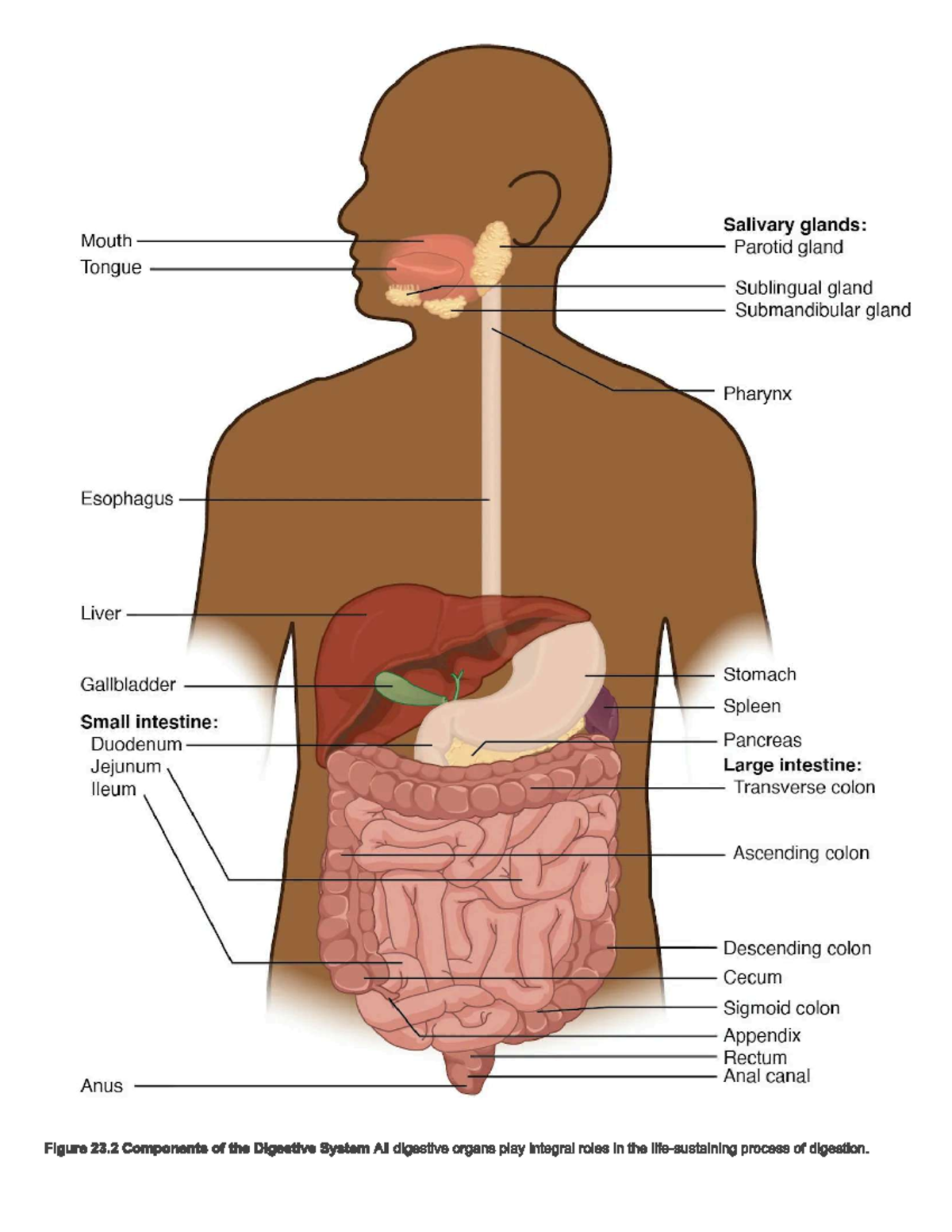 Digestive System Overview and Functions - Studocu