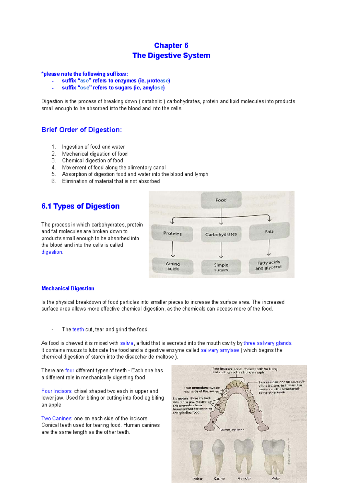 2025 - Chapter 6: The Digestive System Overview and Key Concepts - Studocu