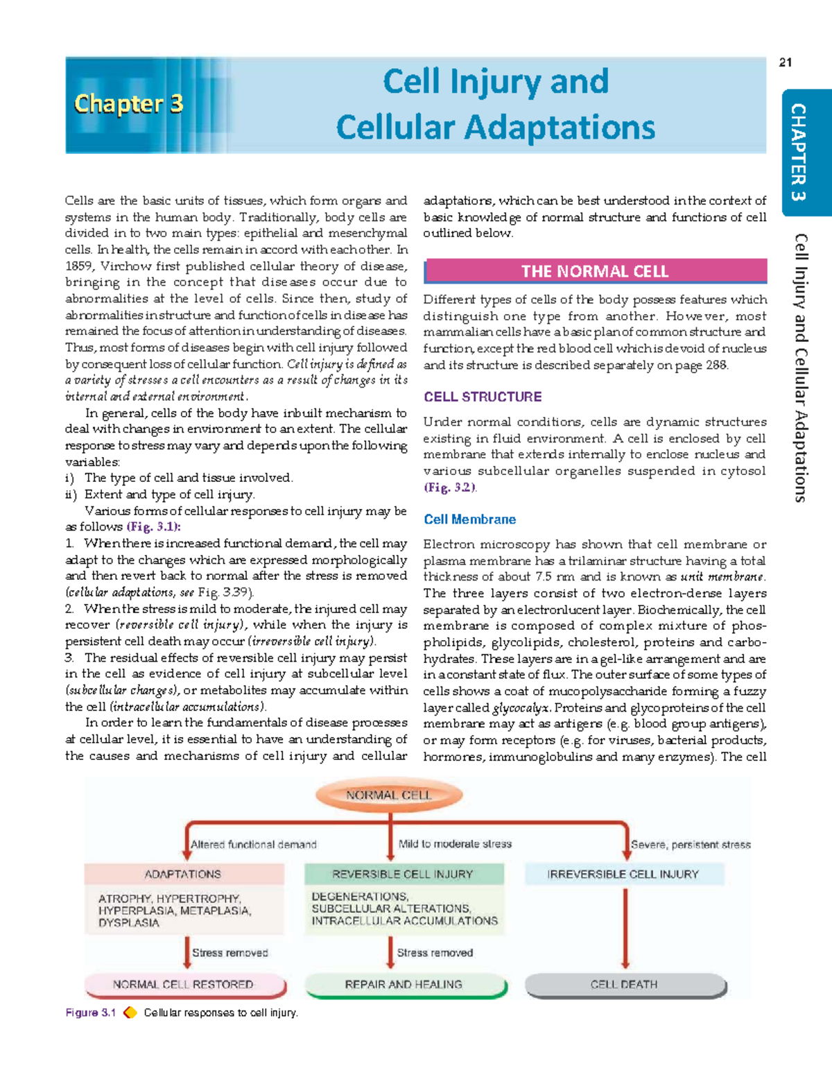 Cell Injury and Cellular Adaptations: Understanding Mechanisms and ...