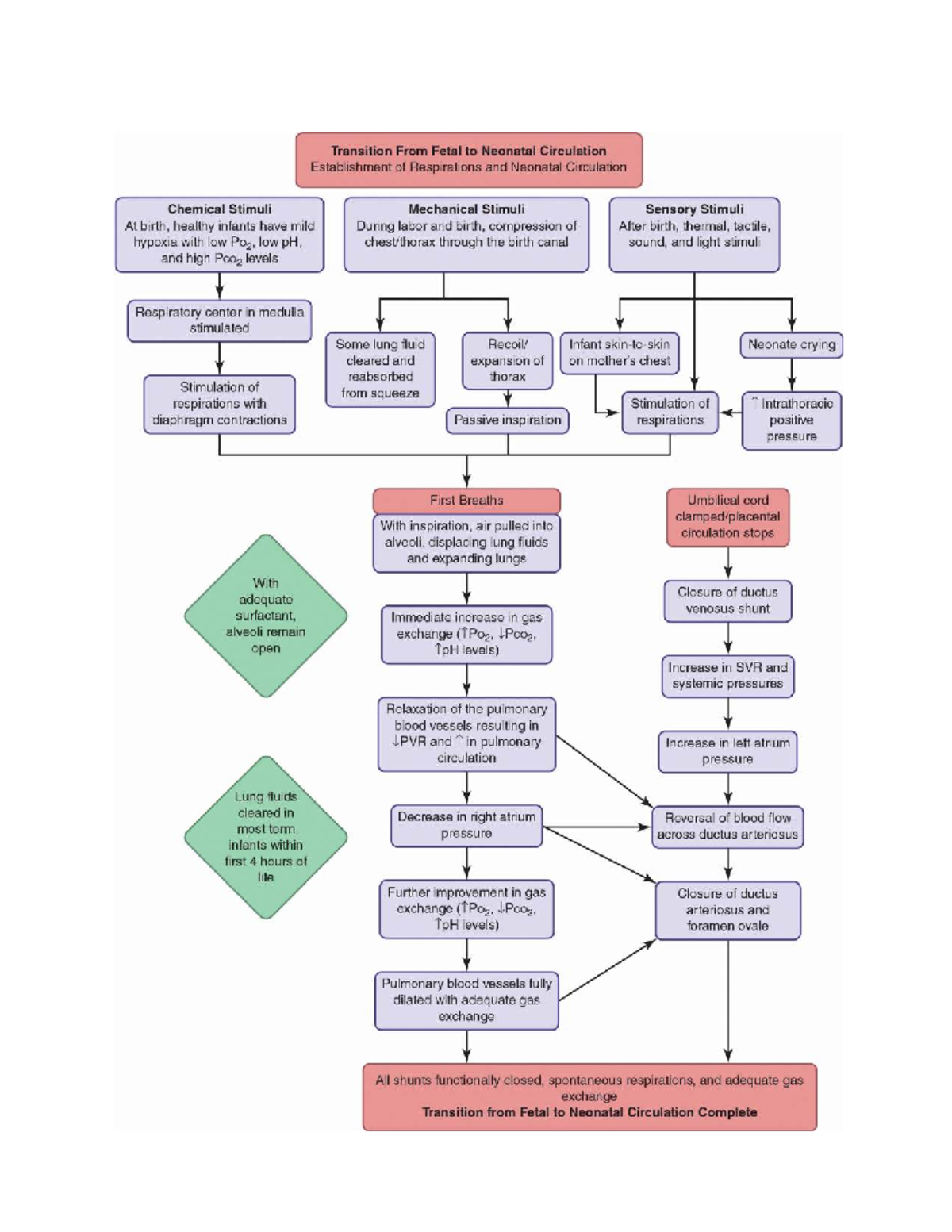 Transition from Fetal to Neonatal Circulation: Key Mechanisms and ...