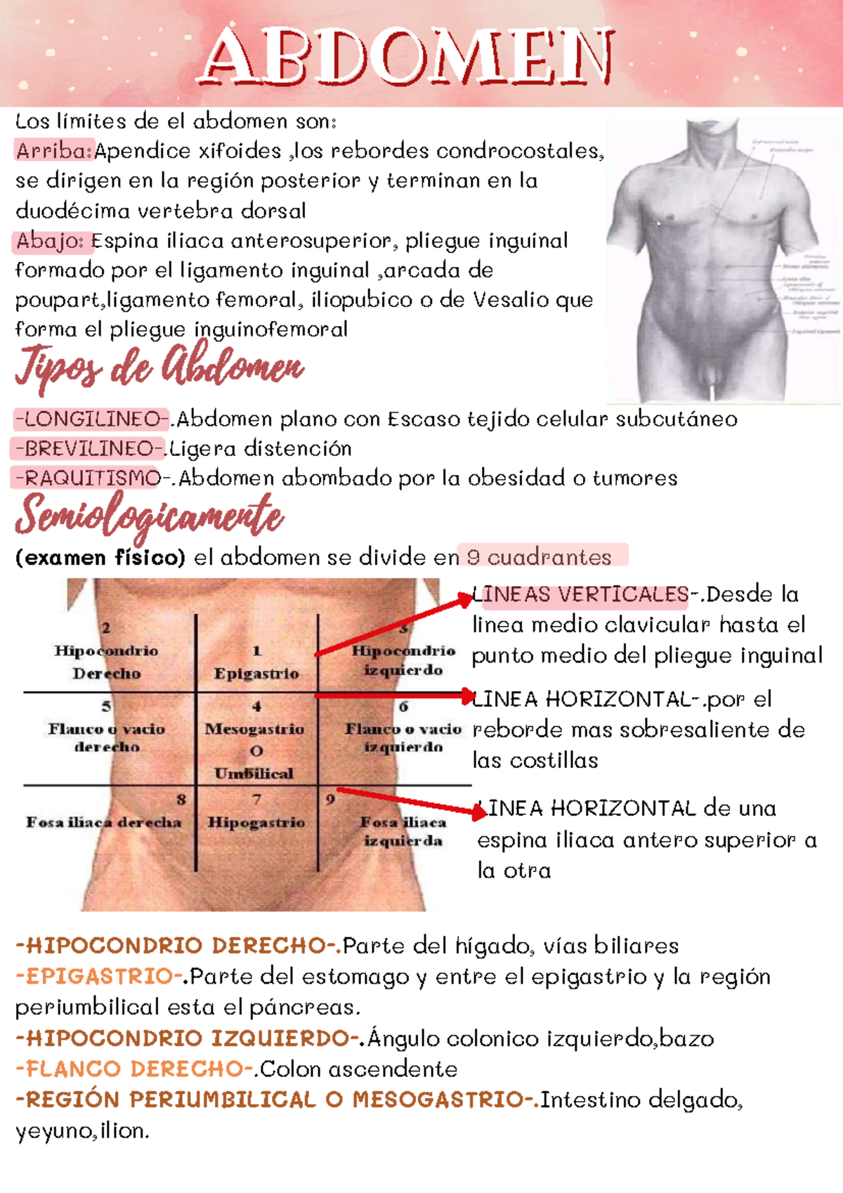 Apuntes de Abdomen para Examen (Curso: ANAT 201) - Studocu