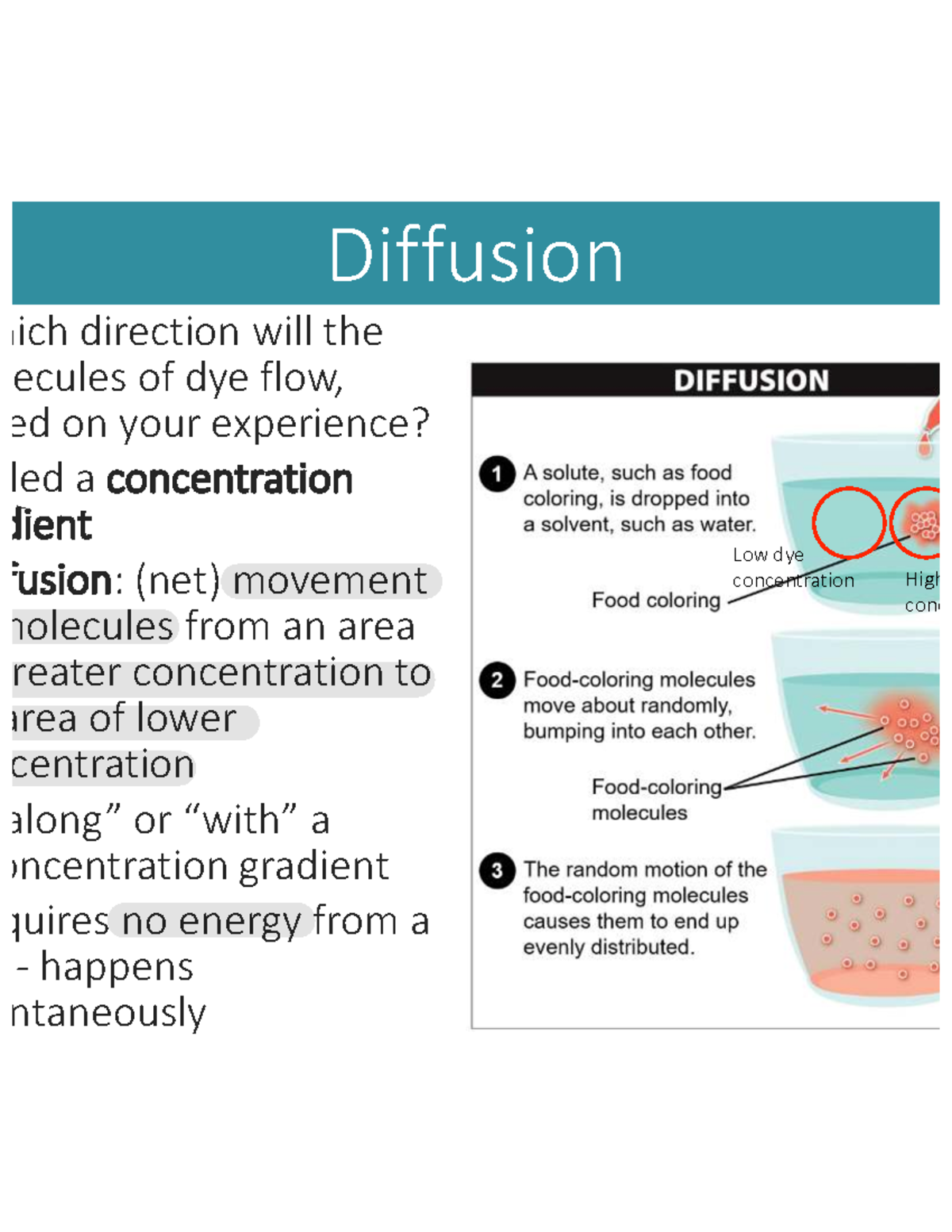 Cell Biology: Diffusion, Osmosis, and Membrane Dynamics (BIO101) - Studocu
