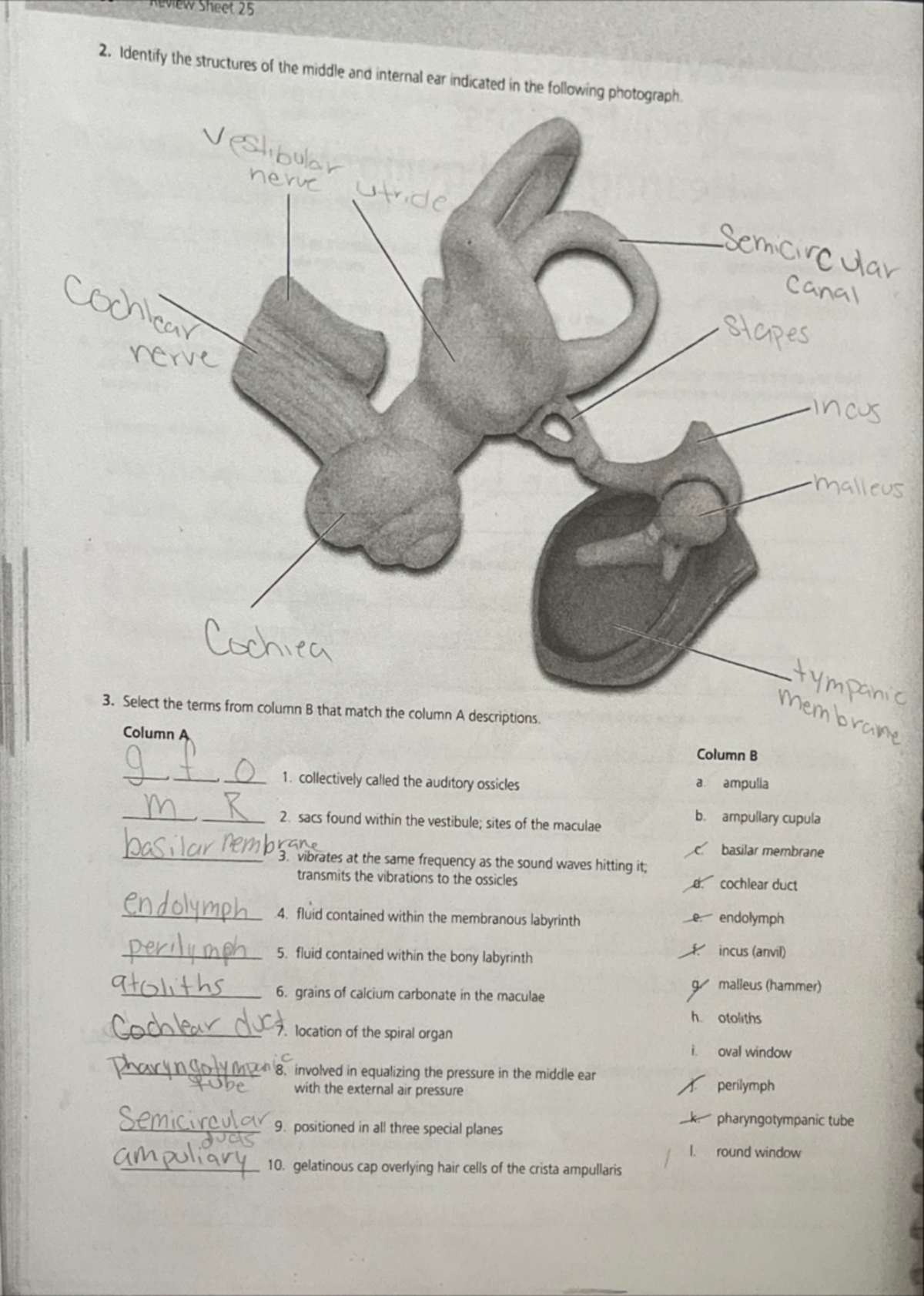 Feb 12, Document 4 - Assignment - REVIEW Sheet 25 2. Identify the ...
