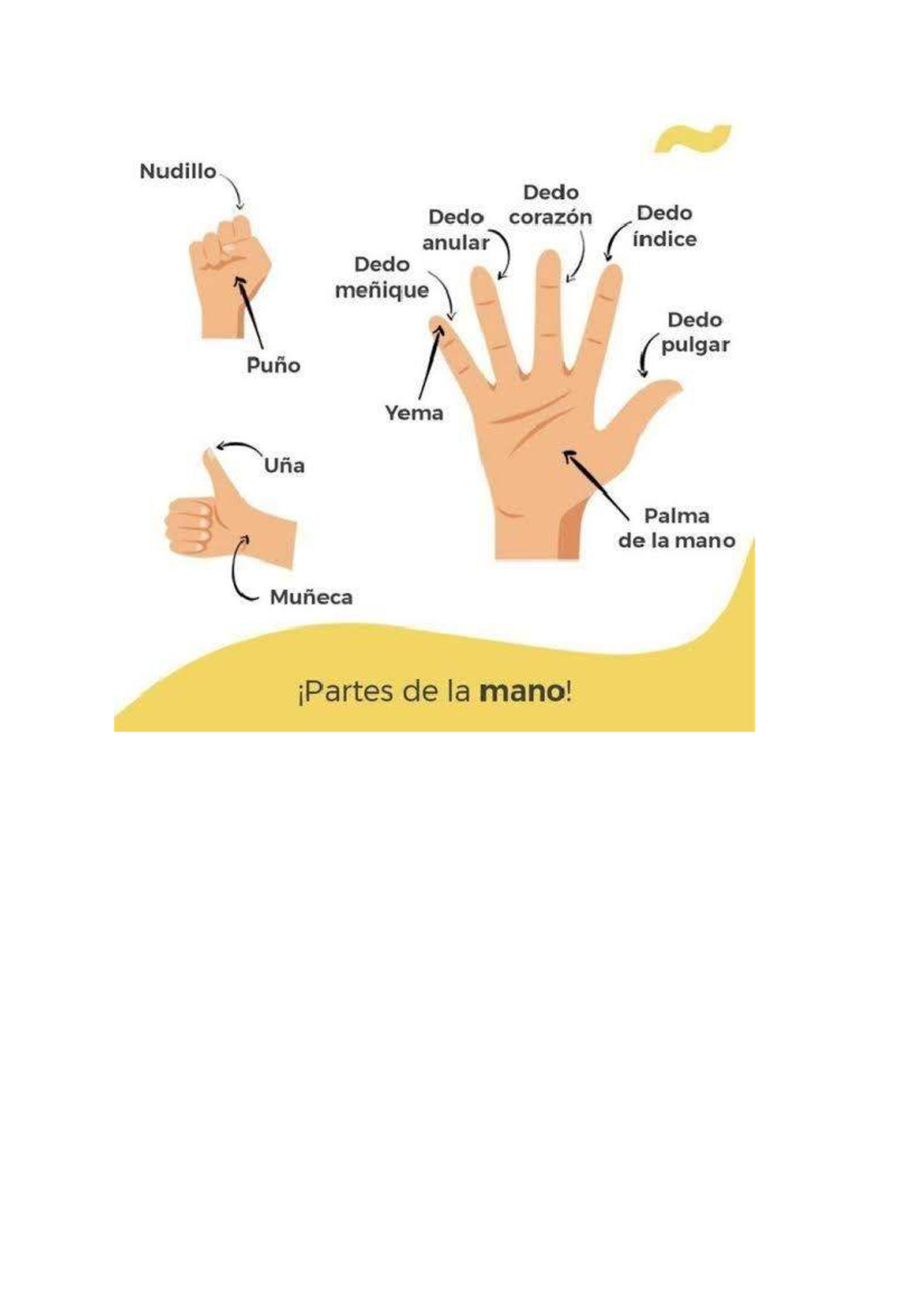 Mano - Enfermería - General - Nudillo Dedo Dedo corazón Dedo anular ...