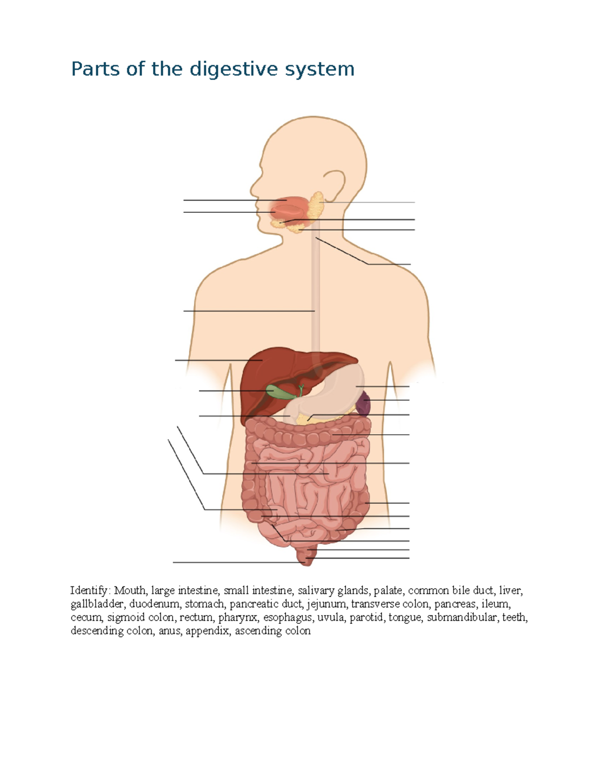 BIOL 2402-UNIT-I-LAB-Digestive-System-and-Anatomy-Overview - Studocu