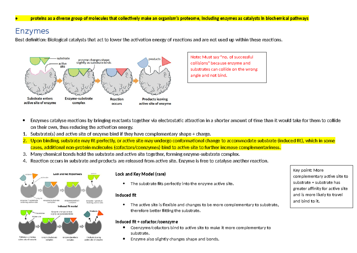 Enzymes Notes - Unit 3: Understanding Catalysts in Biochemical Pathways ...
