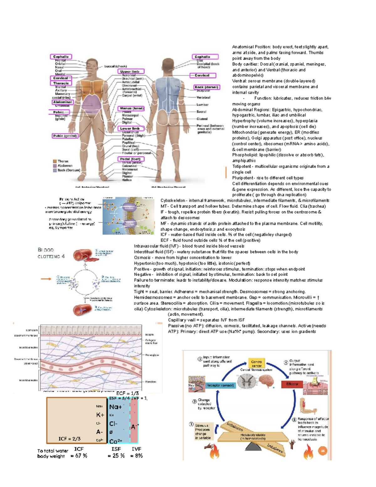 BSCI201 Exam 1 Study Guide: Anatomy & Cell Biology Concepts - Studocu