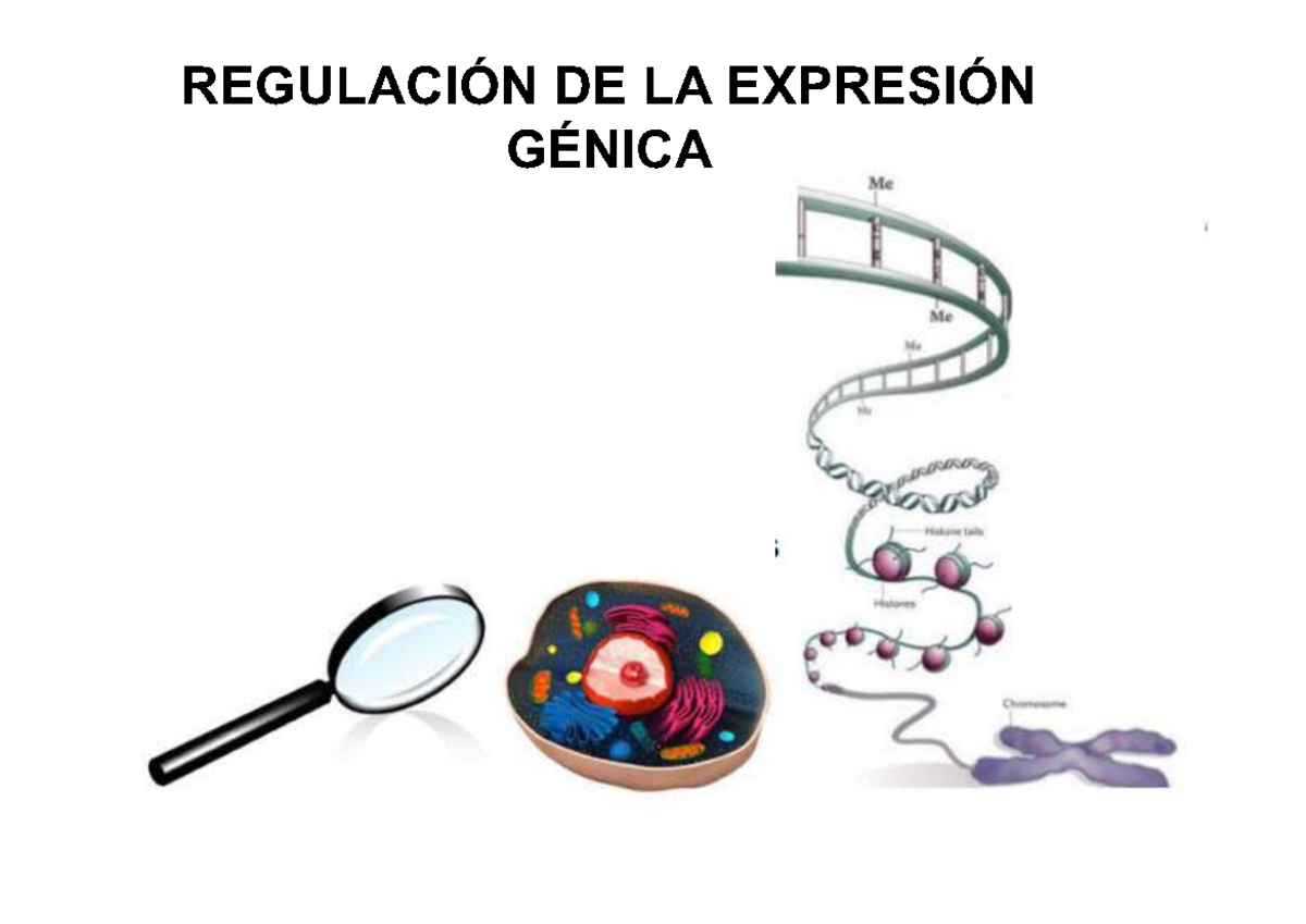 REGULACIÓN DE LA EXPRESIÓN GÉNICA: Control Transcripcional y Mecanismos ...