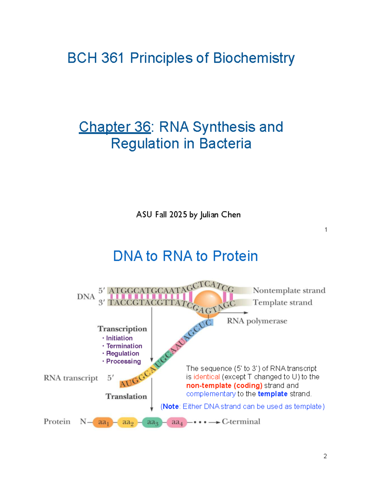 BCH 361 Final Exam Notes: RNA Synthesis & Regulation in Bacteria - Studocu