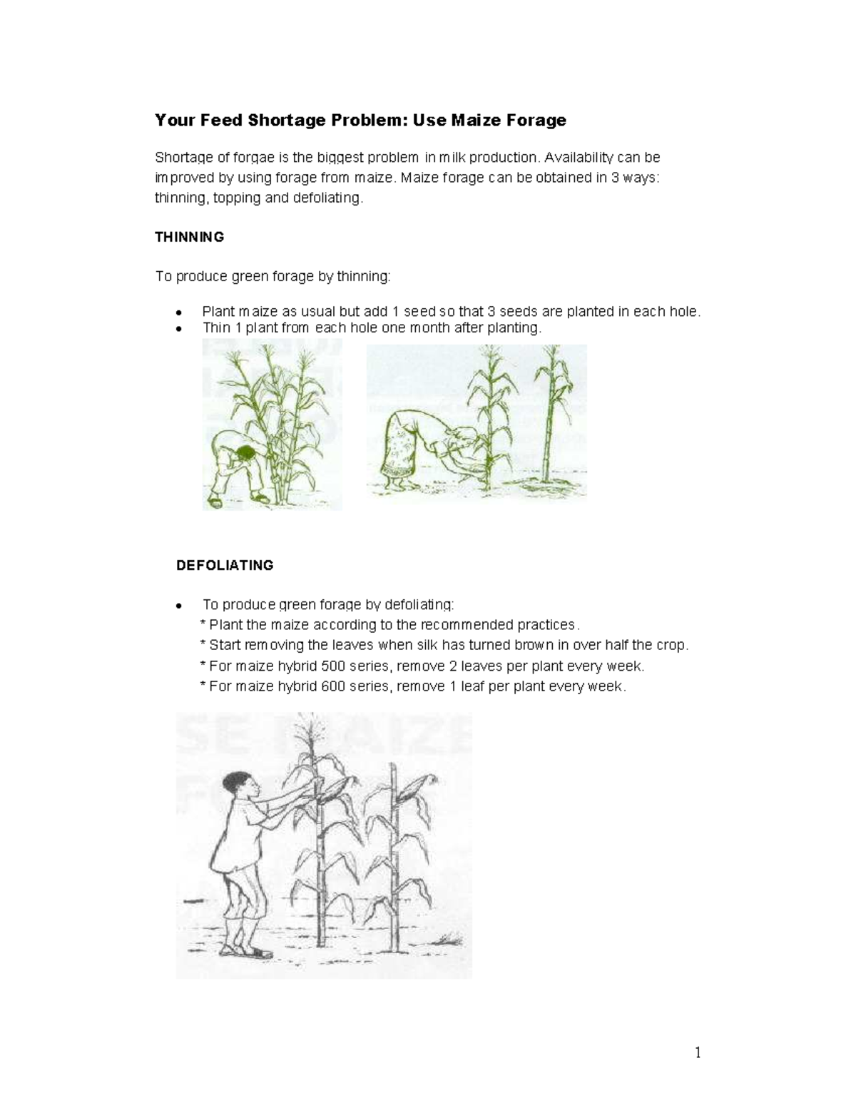 Maize Forage Production Strategies for Milk Production Challenges - Studocu