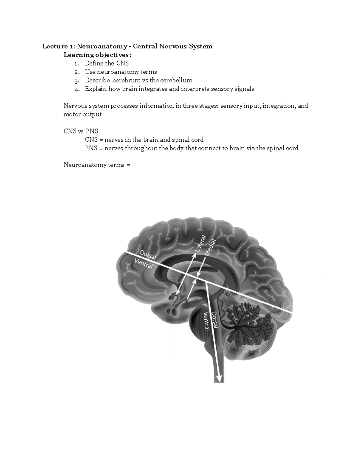 Neuro 105 Lecture Notes: Neuroanatomy and Nervous System Overview - Studocu