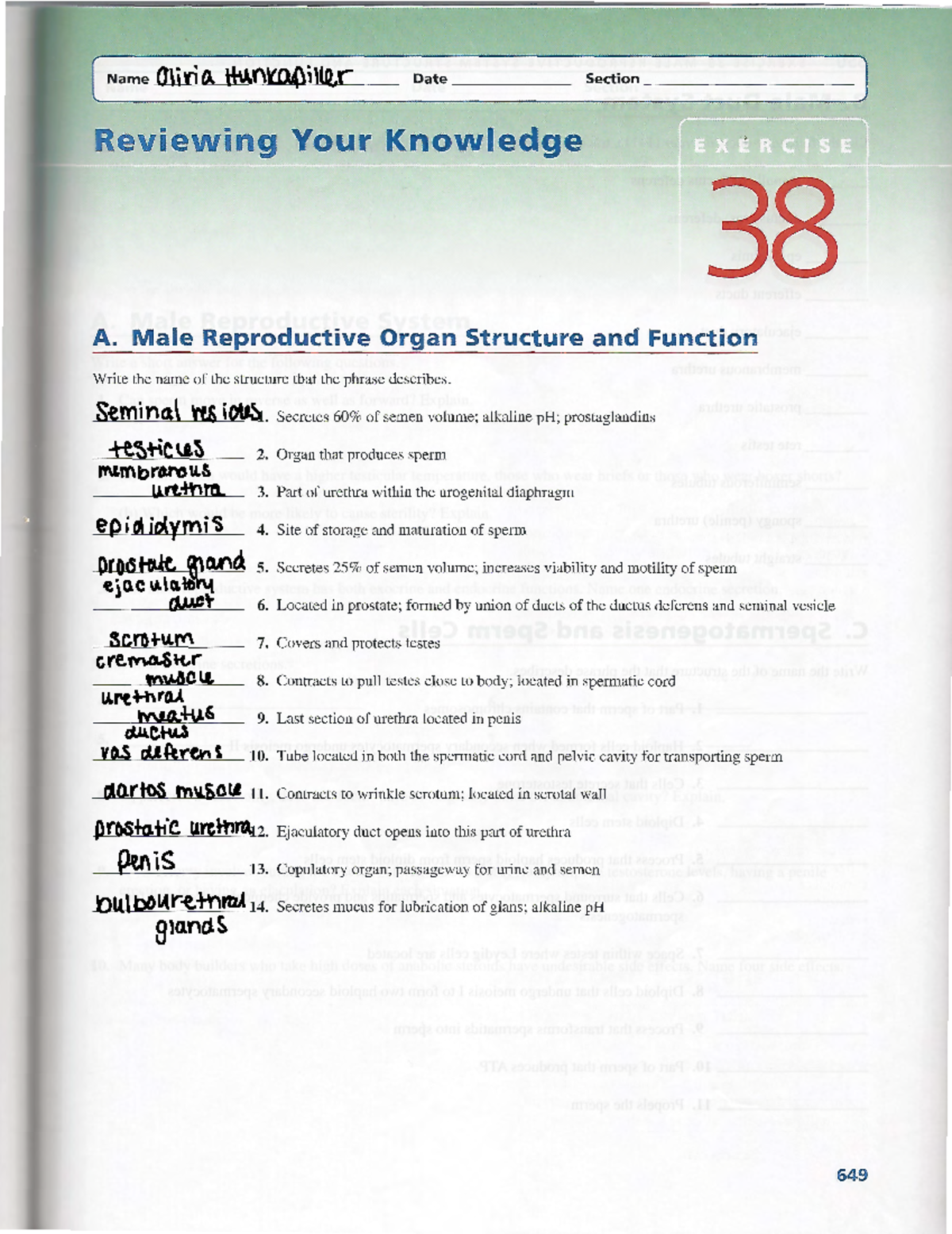 Chapter 38-39 RYK Study Guide: Male & Female Reproductive Systems - Studocu