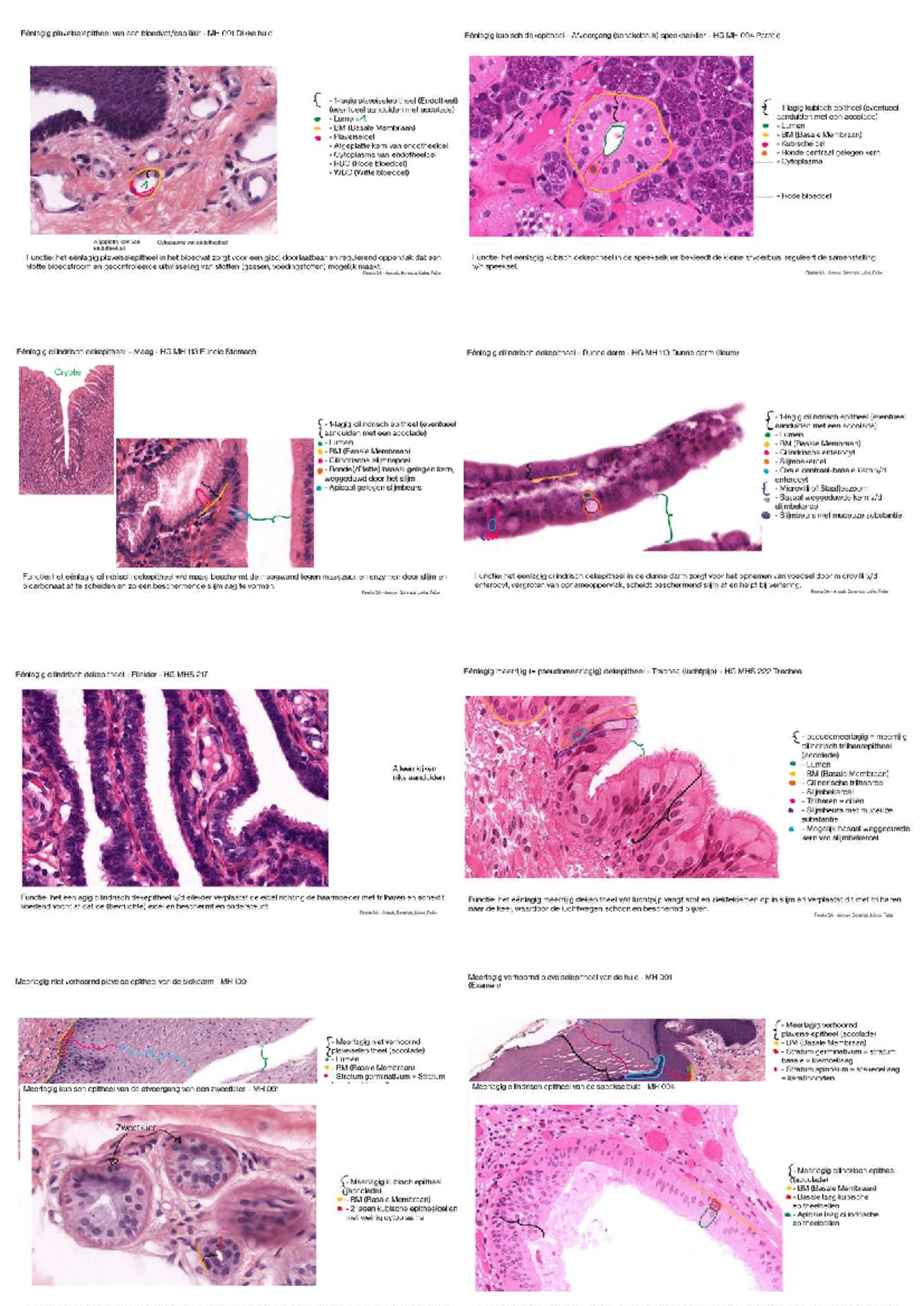 Histologie en Functies van Epitheelweefsels - MH 091, MH 094, MHS 217 ...