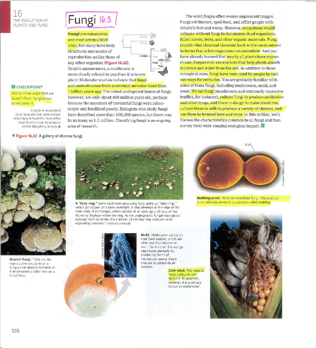 Final Exam Study Guide for ABC123: Fungi Evolution & Ecology - Studocu