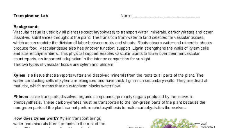 Transpiration Lab (ST): Understanding Vascular Tissue Function - Studocu
