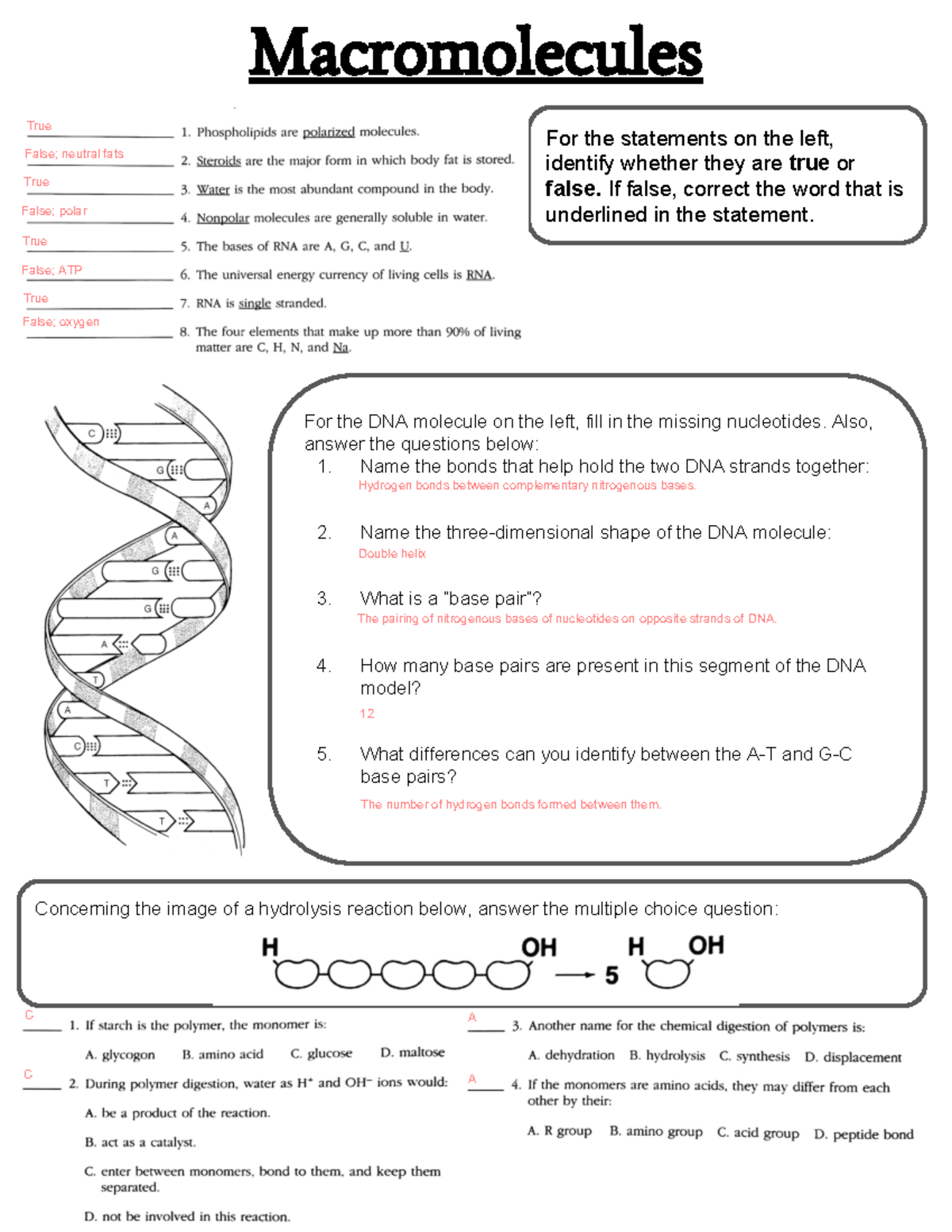 [Answer key] 1.3 Macromolecules - For the statements on the left ...