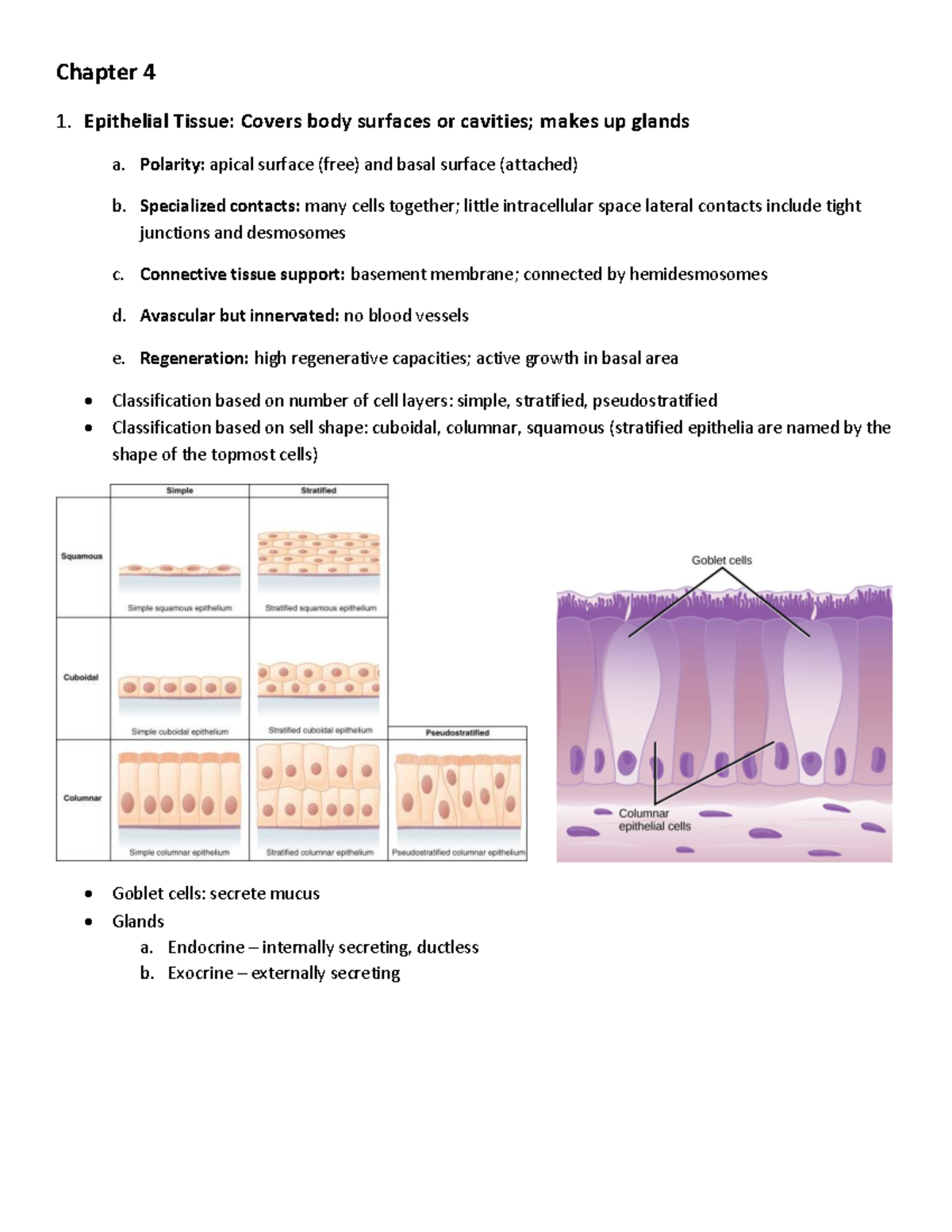 Chapter 4 Study Guide: Epithelial, Connective, and Nervous Tissues ...
