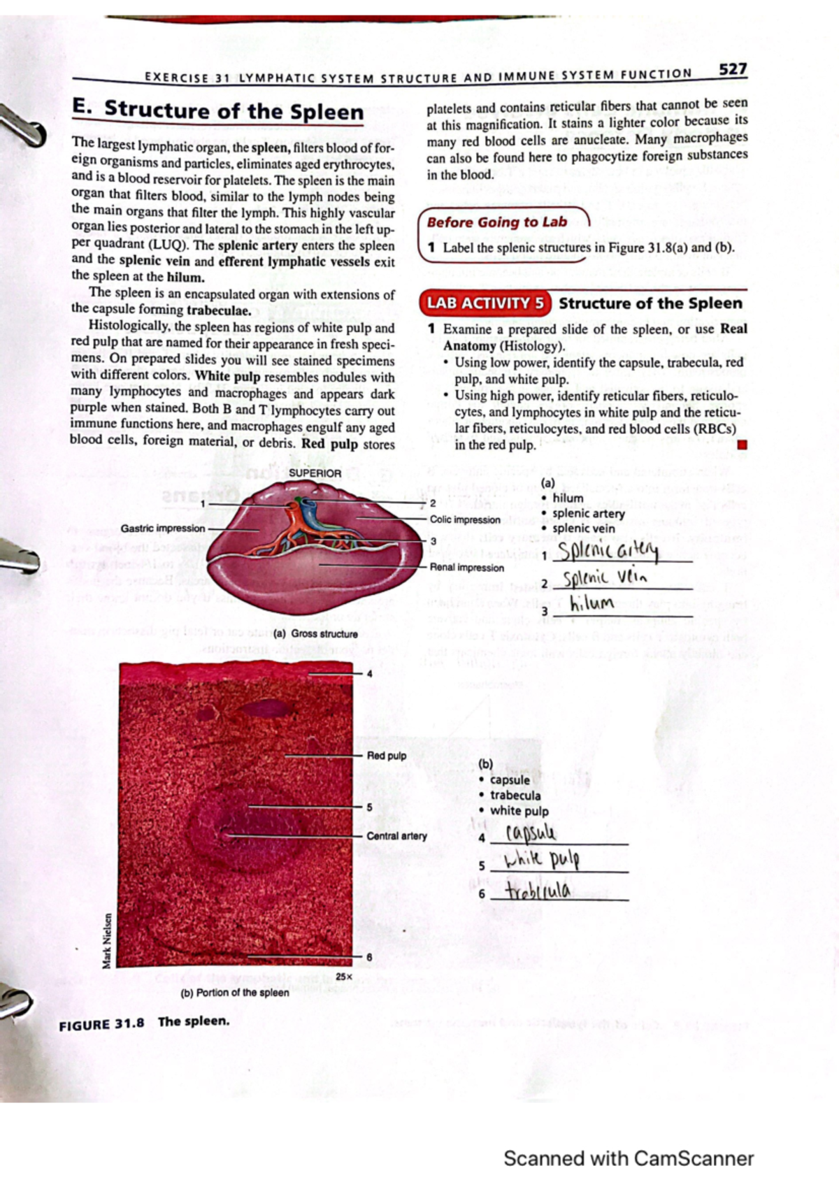 Lymphatic system structure and immune sy 2 - 527 EXERCISE 31 LYMPHATIC ...